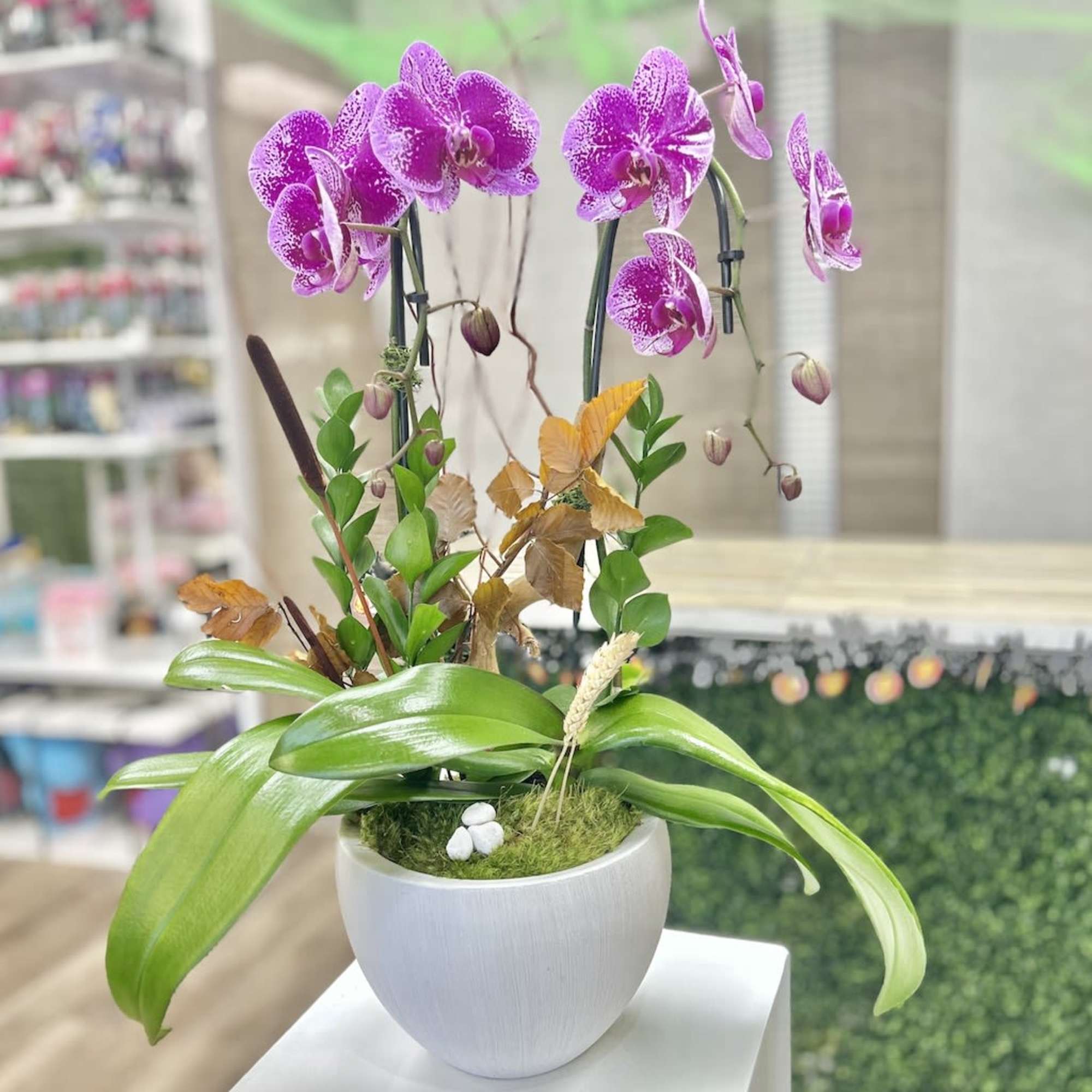Potted purple speckled phalaenopsis orchid with broad green leaves in a white round pot