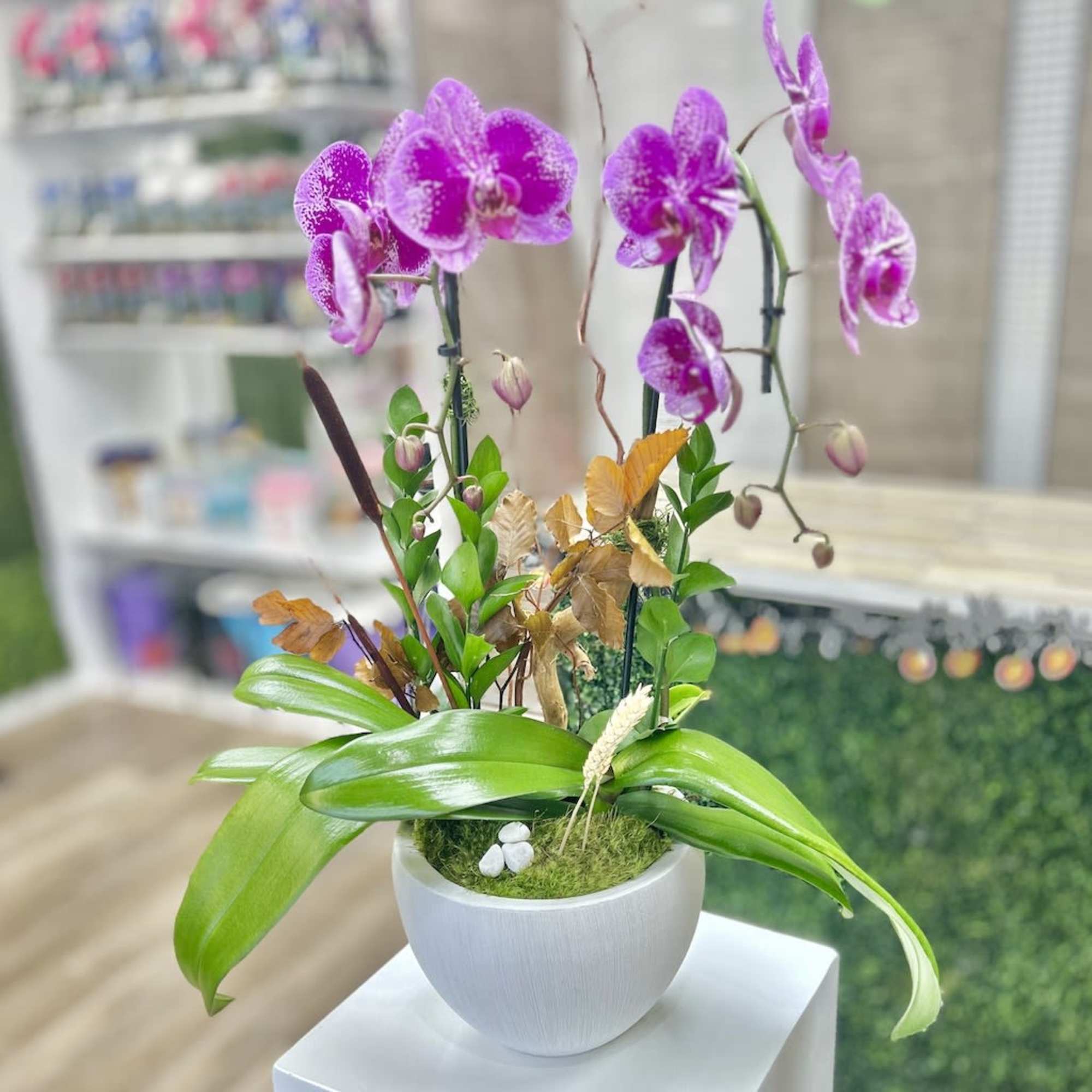 Potted purple phalaenopsis orchid plant with broad green leaves in a white bowl-shaped pot