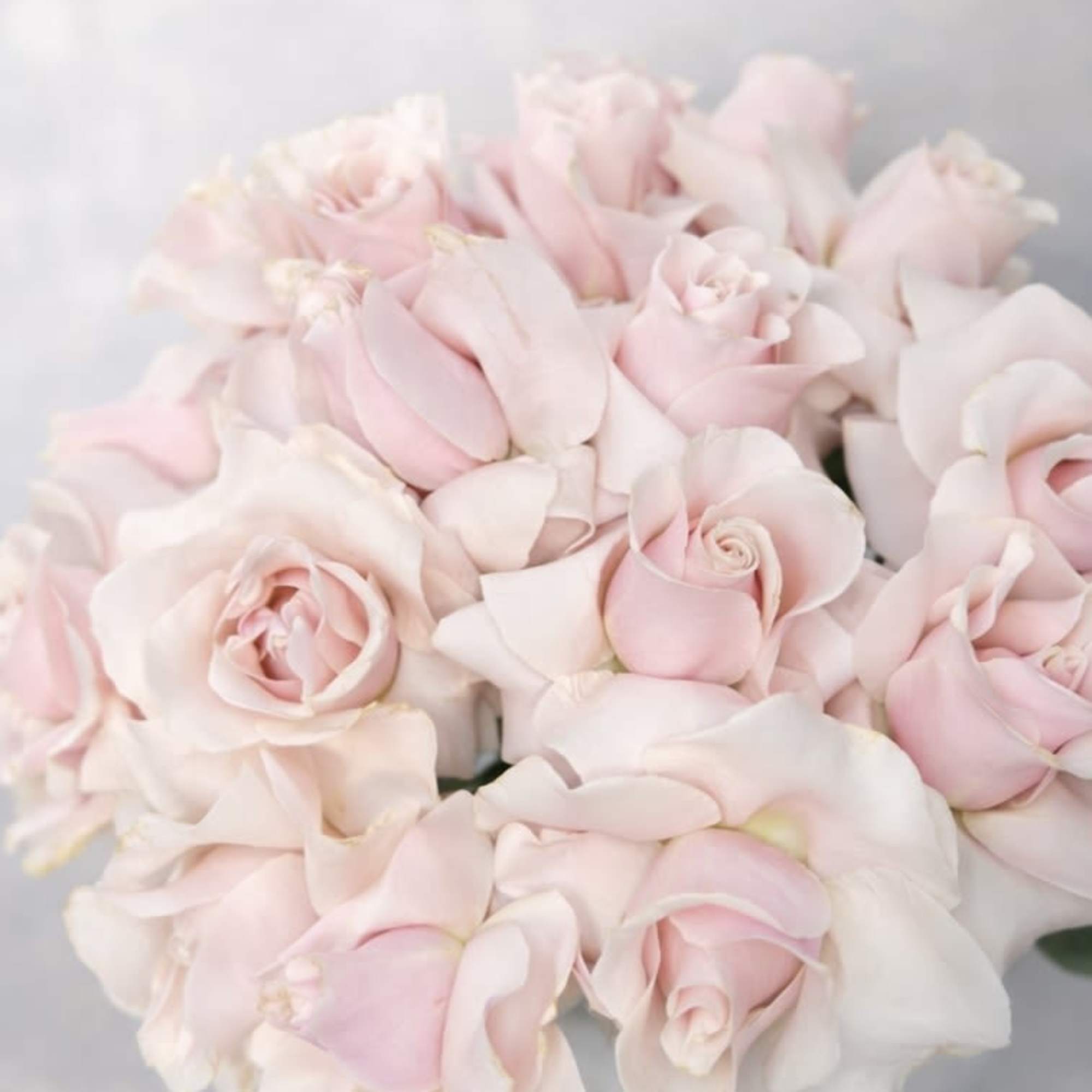 Bouquet of pale pink roses on a light background