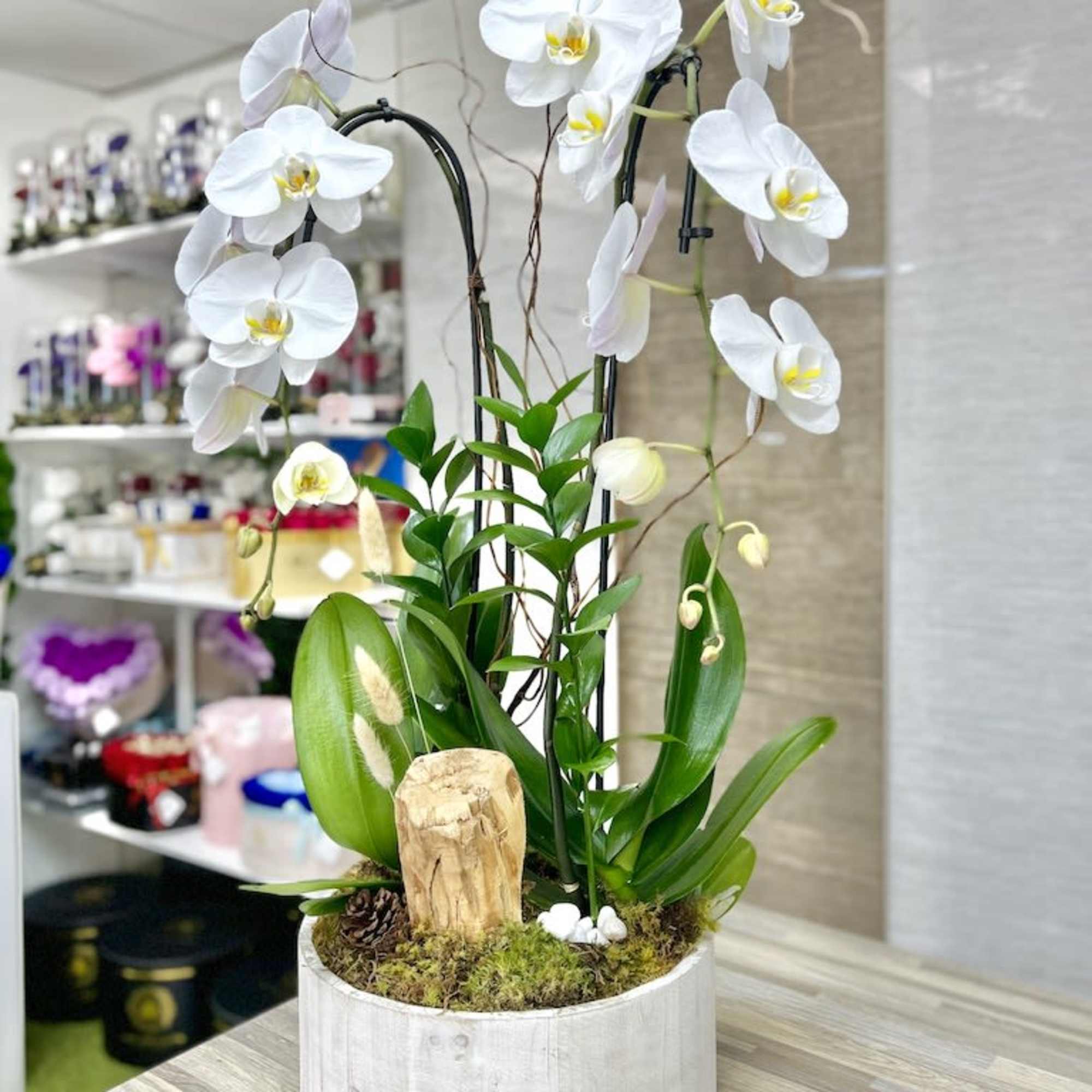Potted white orchid plant in a round white wooden container with moss and a wood accent.