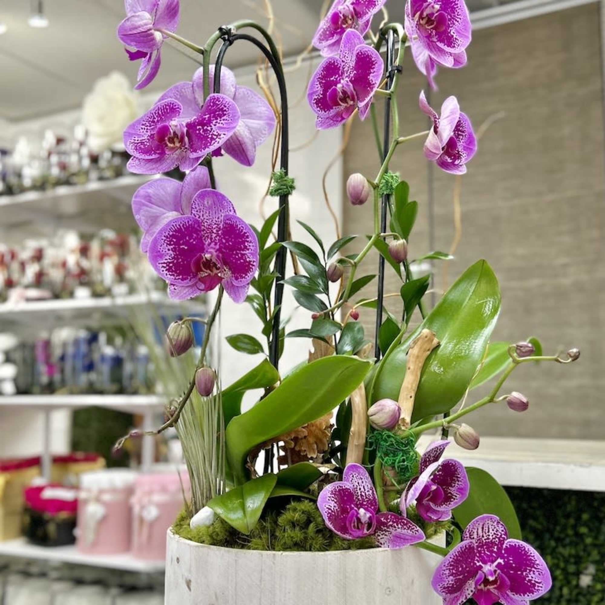 Potted pink and white phalaenopsis orchids in a low white wooden container
