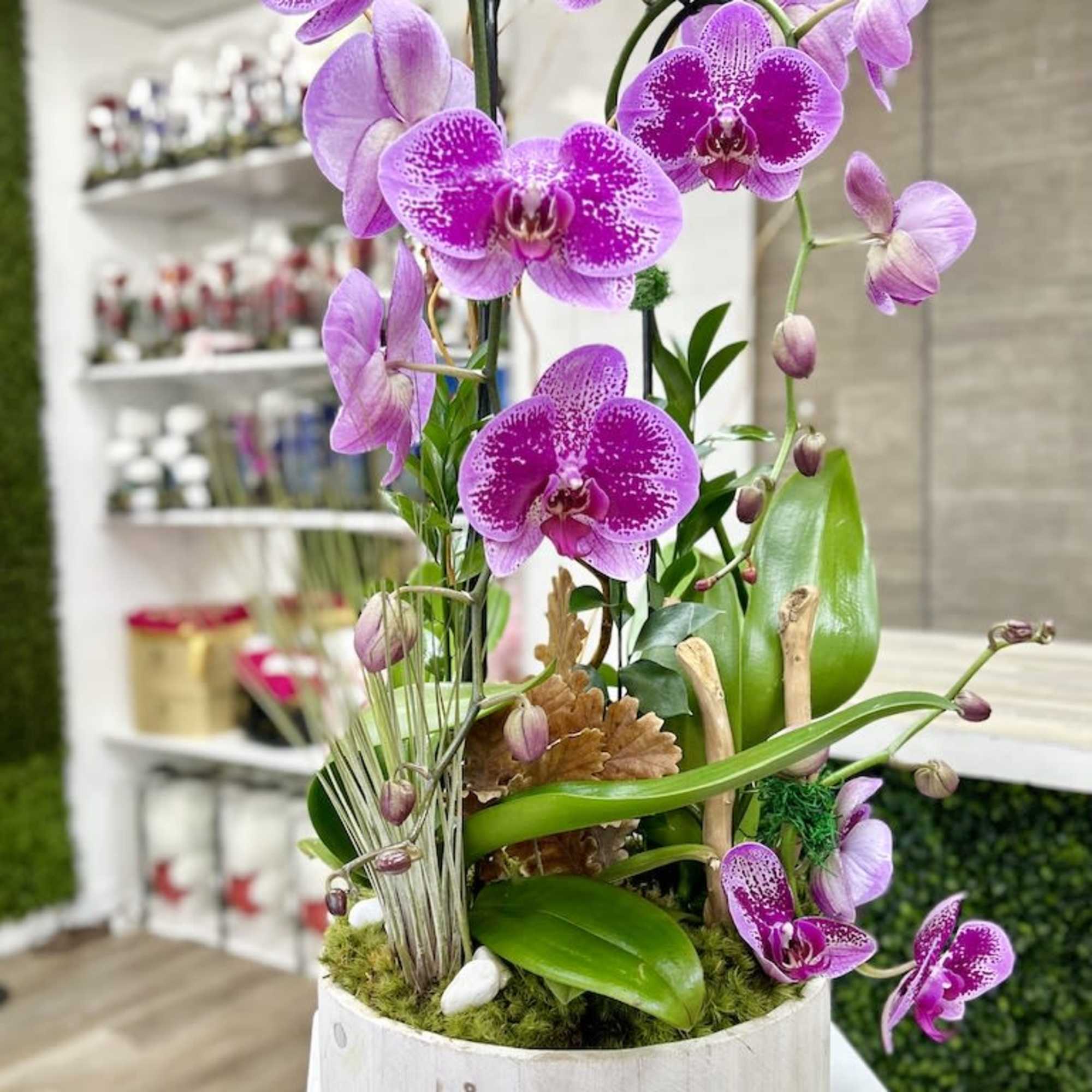 Tall potted plant with bright pink phalaenopsis orchids in a white wooden container