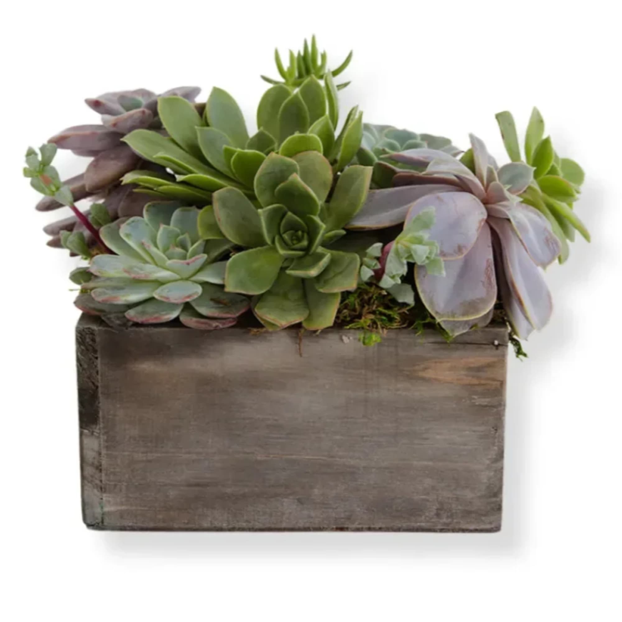 Succulent arrangement in a rectangular wooden planter