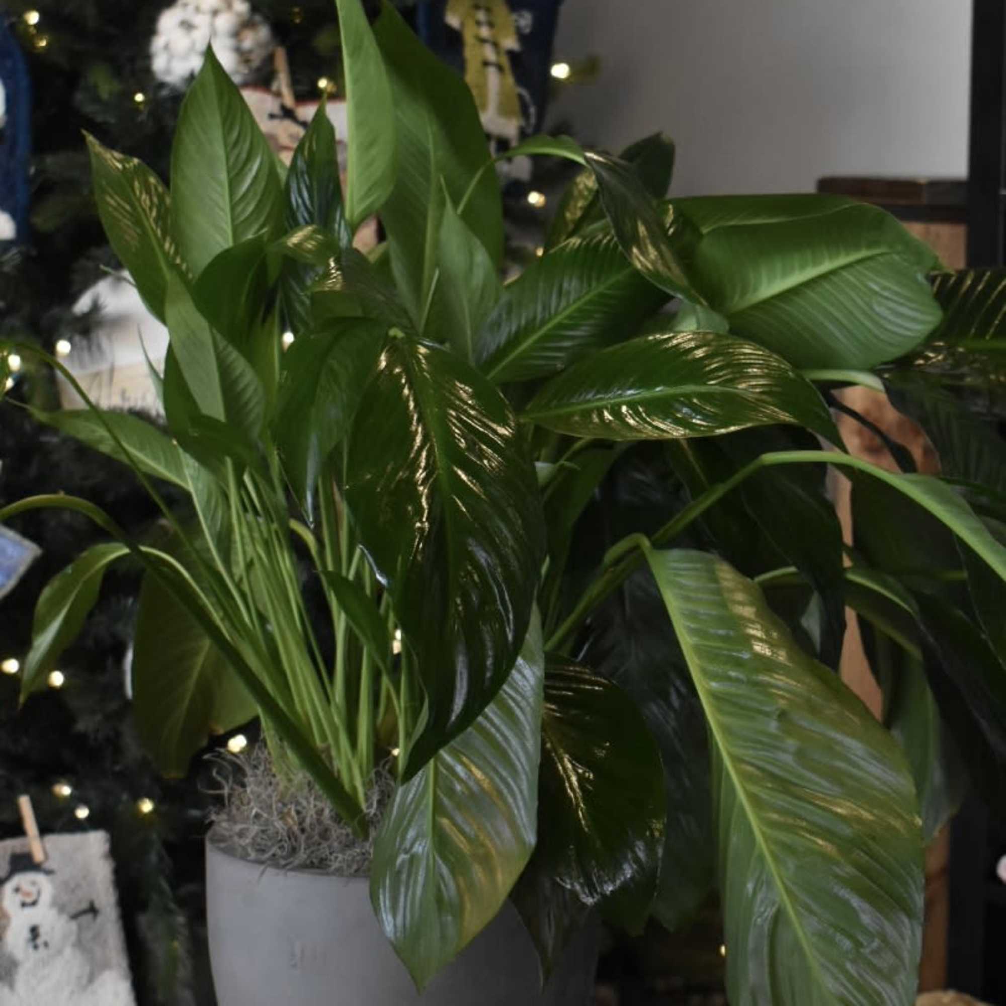 Not looking for flowers? Let us provide you with gorgeous greens instead!