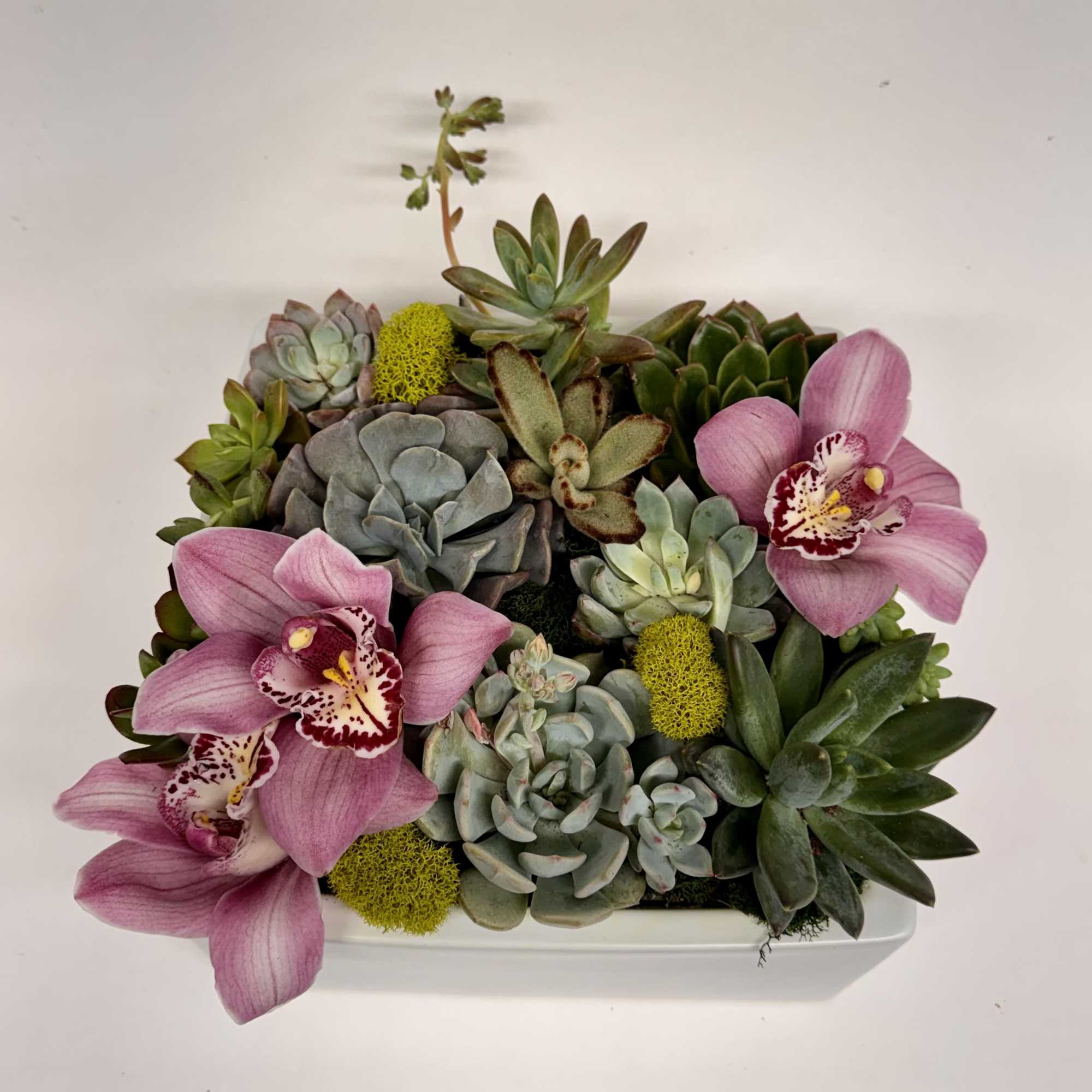 A beautiful array of succulents planted in a square ceramic container. Embellished