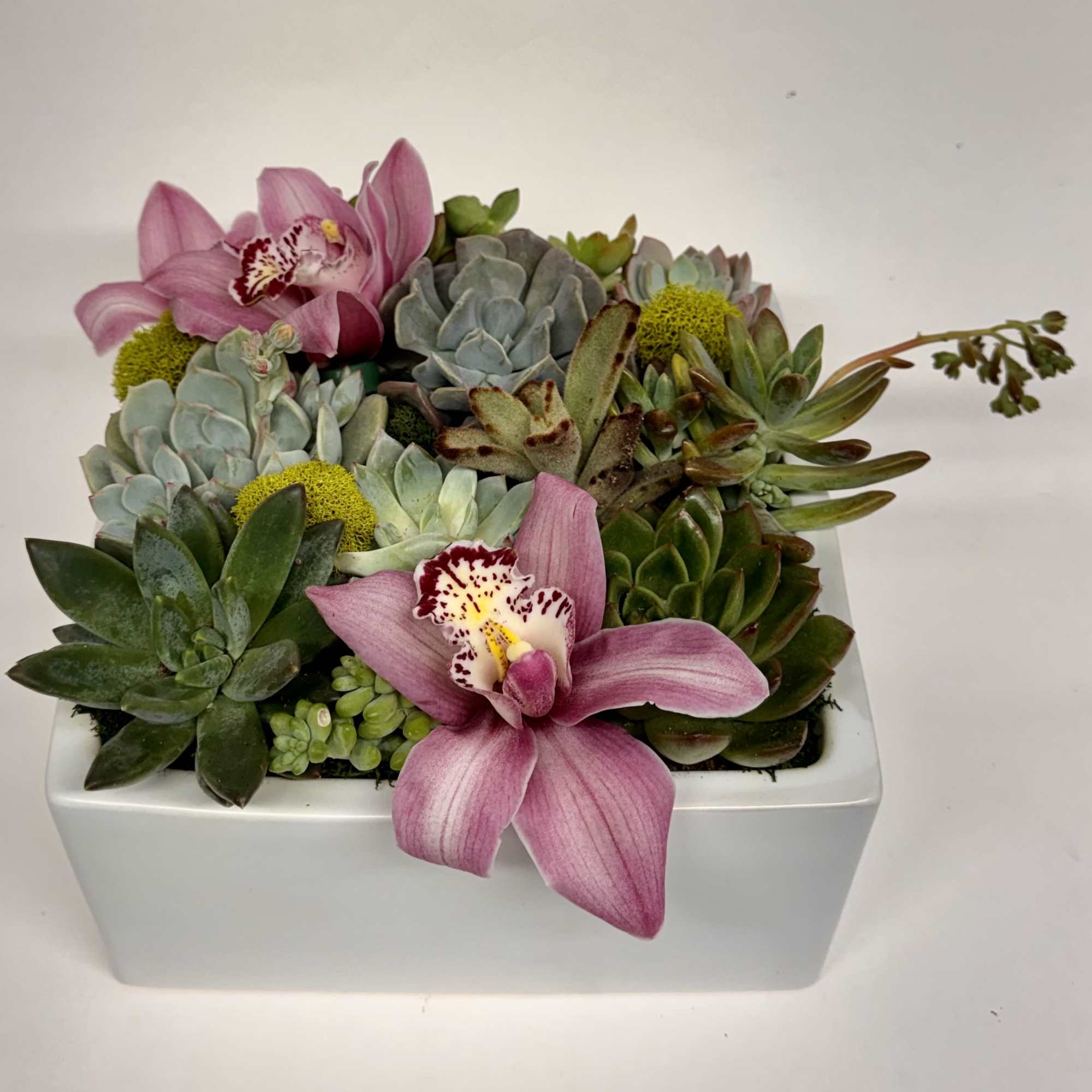 A beautiful array of succulents planted in a square ceramic container. Embellished