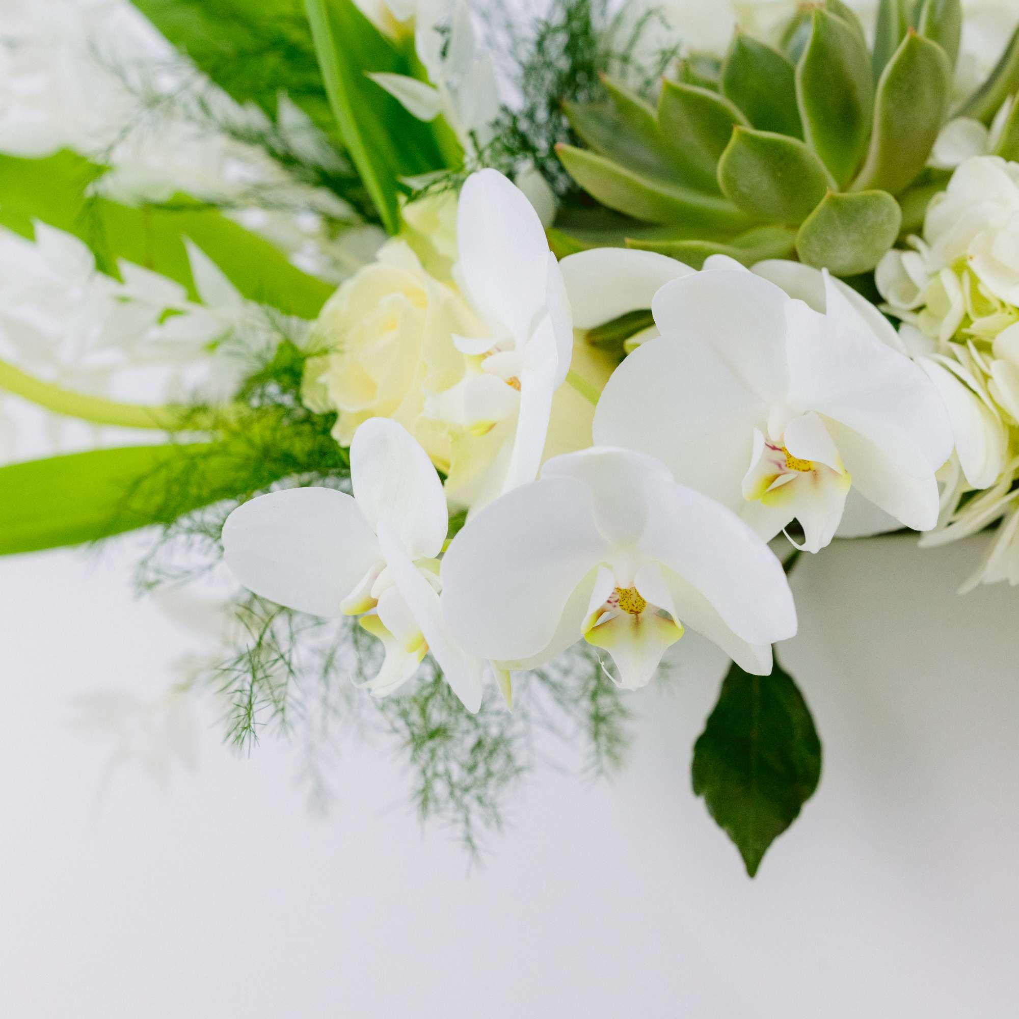 White orchids and pale hydrangeas with green succulents