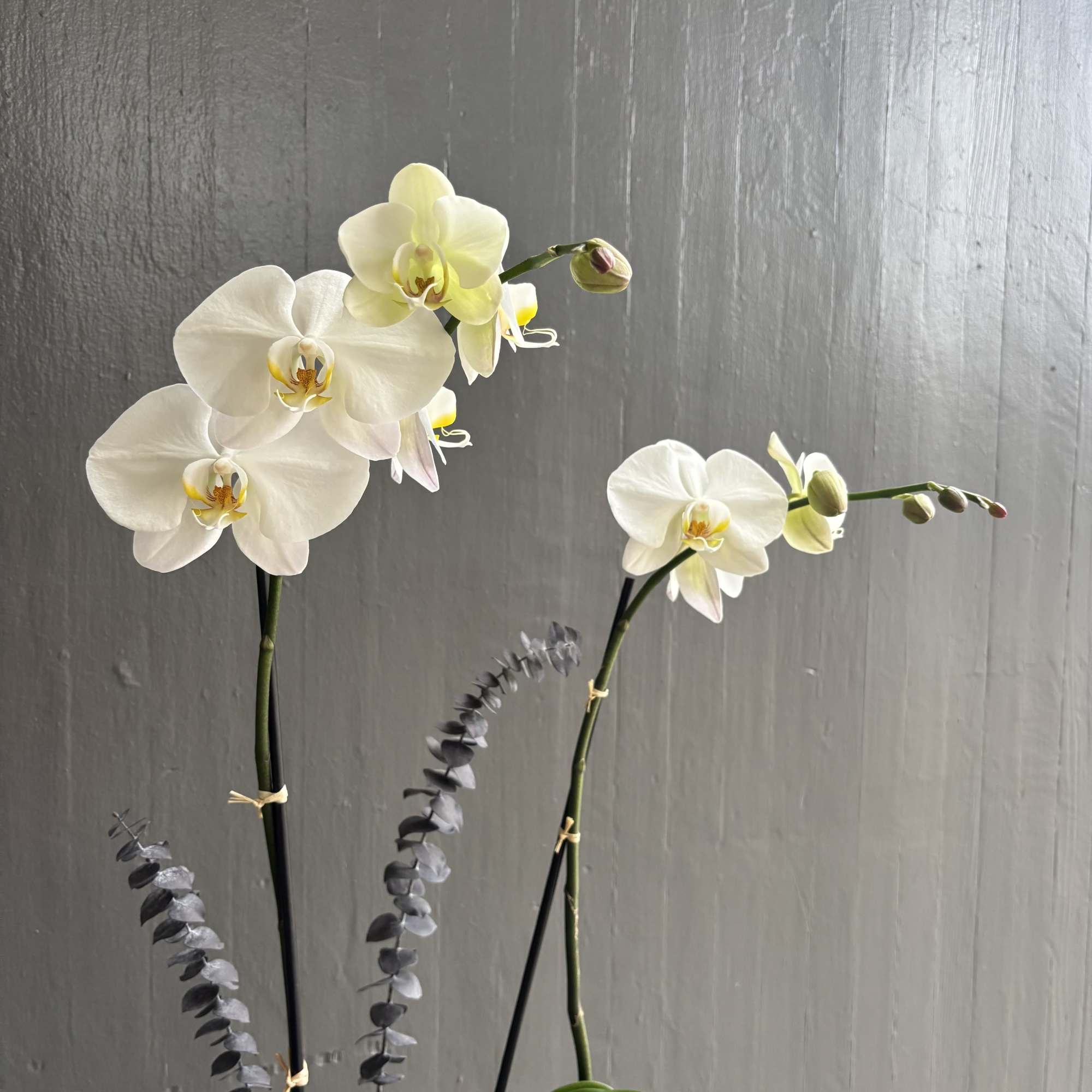 White orchid stems with a few pale yellow blooms against a gray wall.