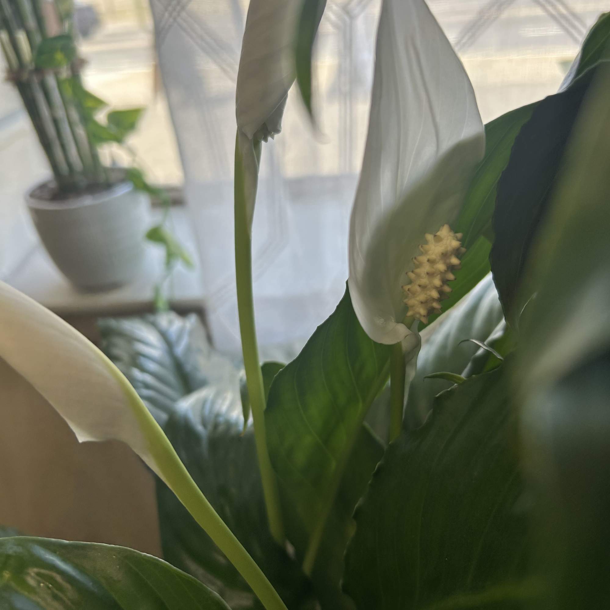 White peace lilies in a pot with broad green leaves