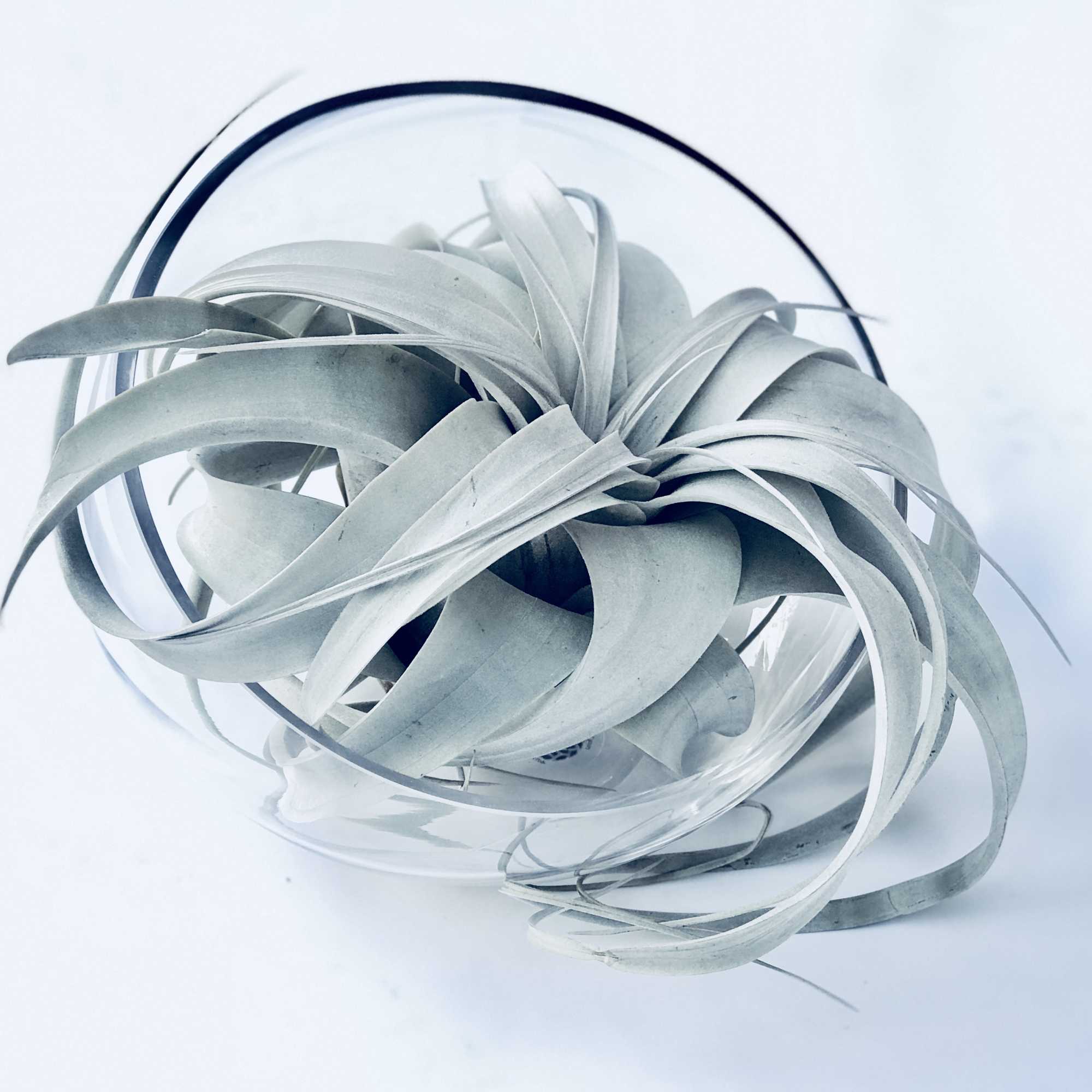 Air plant in a clear glass bowl