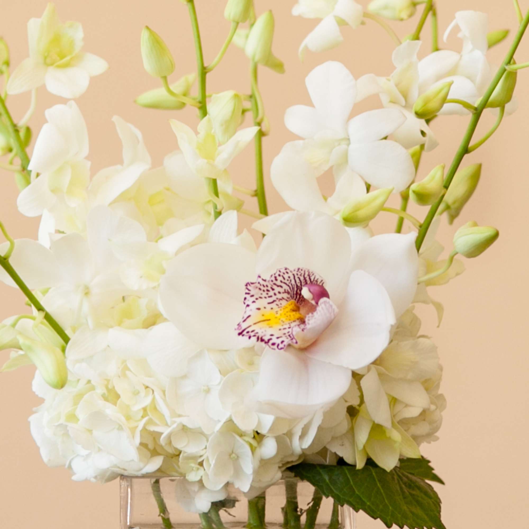 White orchids and hydrangeas in a clear glass vase