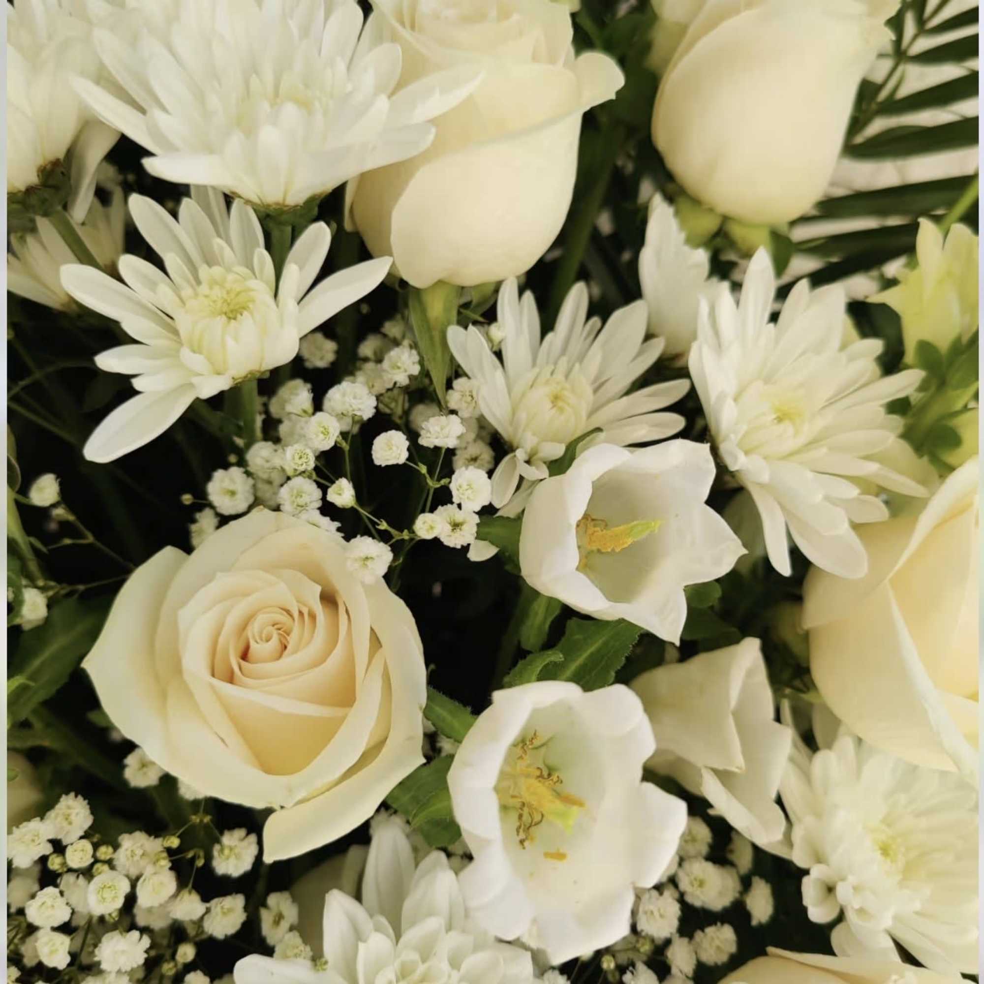 Cream roses and white daisies with small white filler flowers