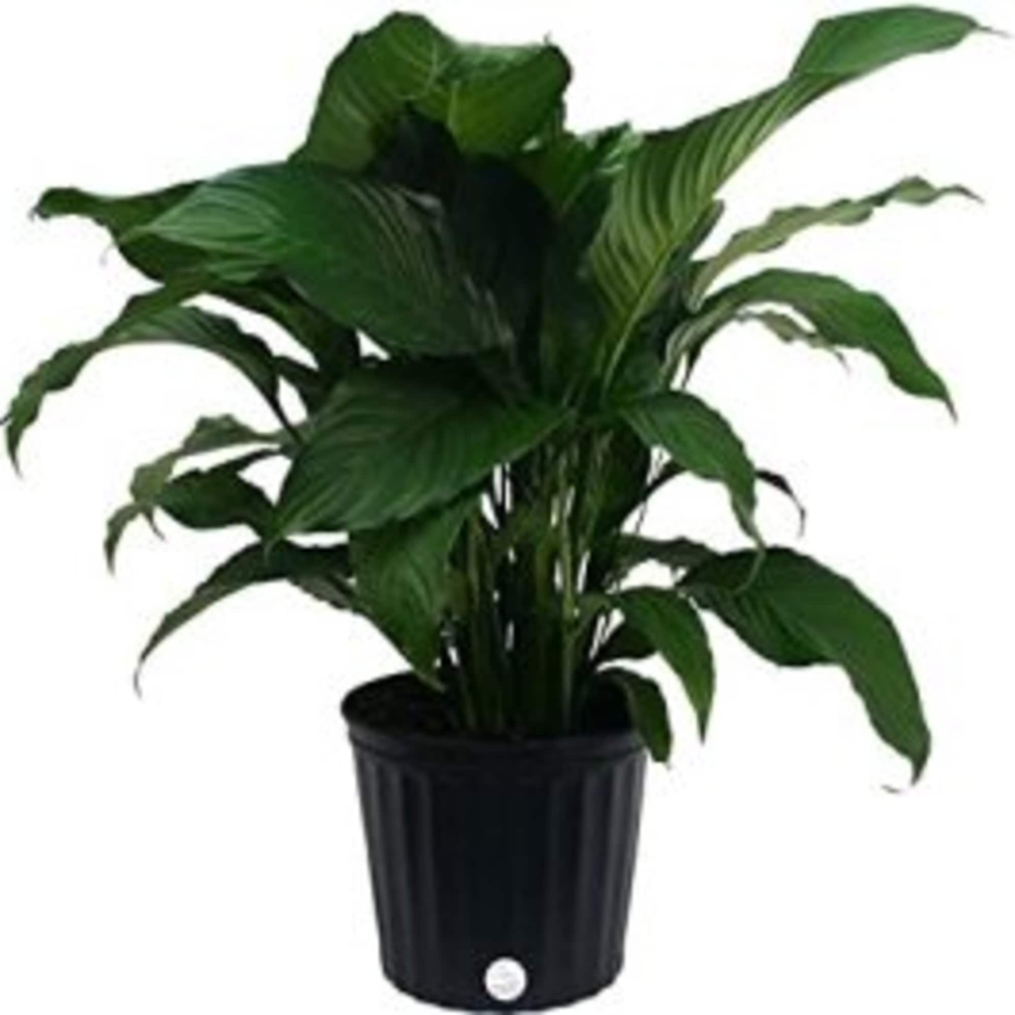 Potted green houseplant with broad leaves in a black container