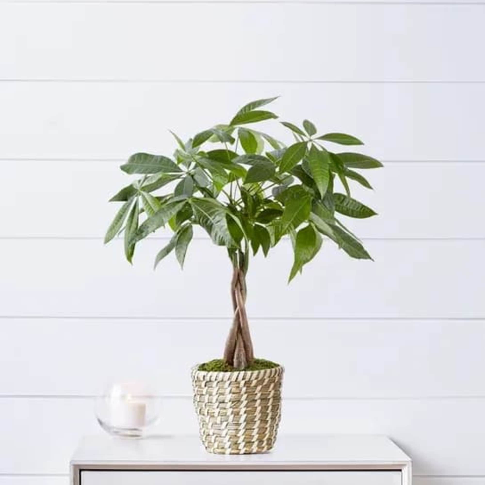 Potted money tree plant in a woven basket on a table