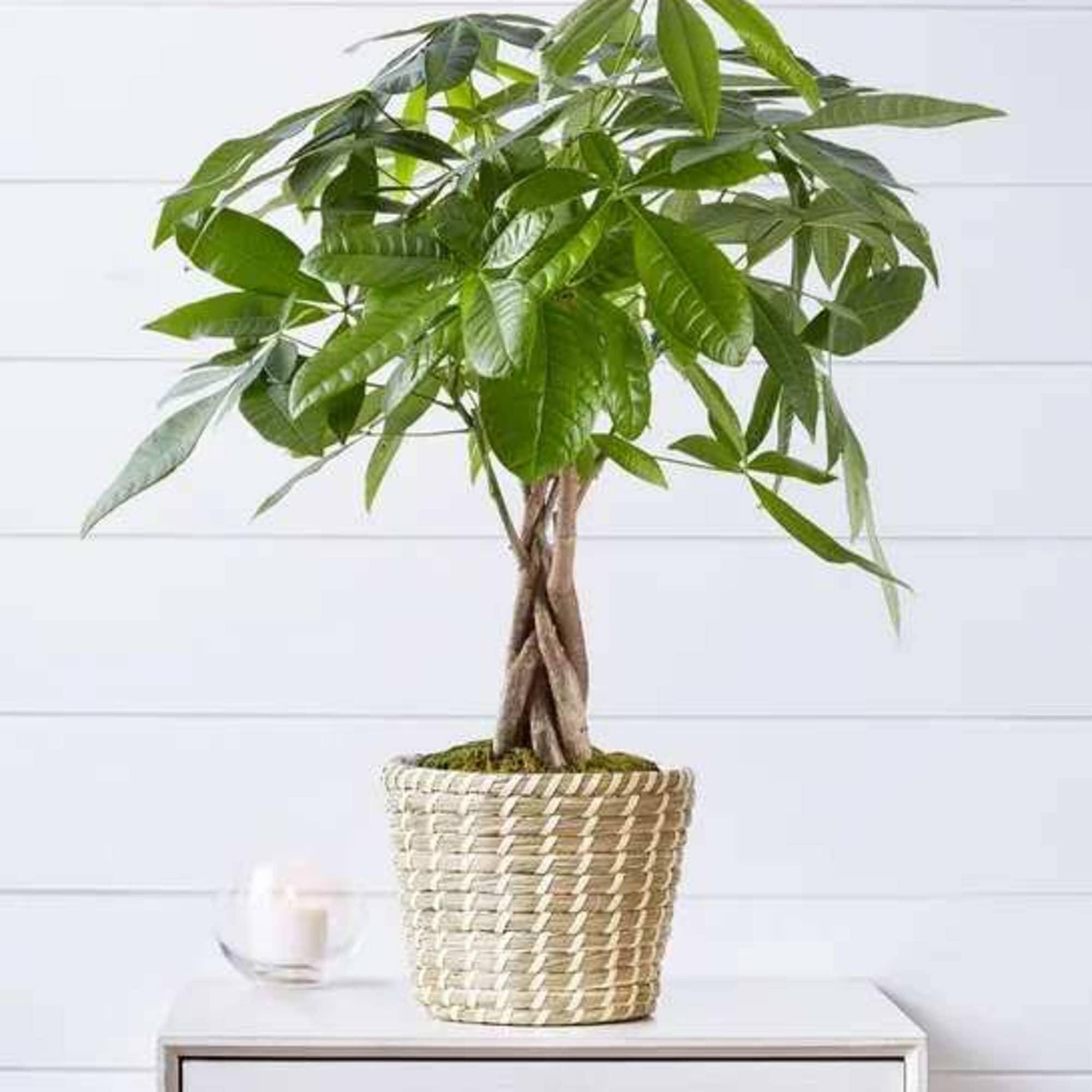 Potted money tree plant in a woven basket on a table