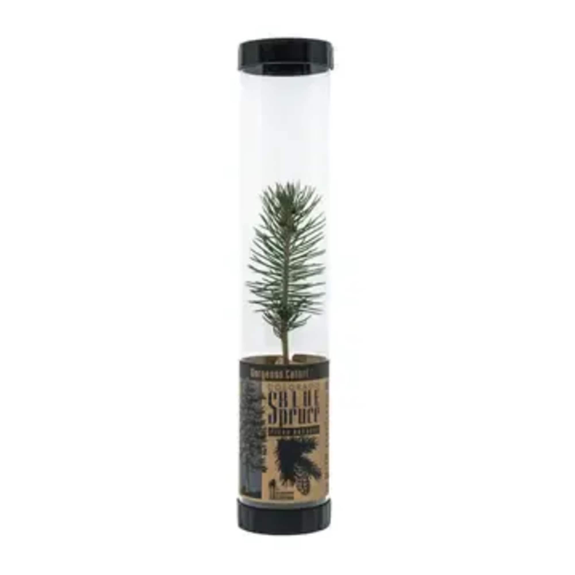 Celebrate Life or Memorialize a Loved One &mdash; One Tree at a