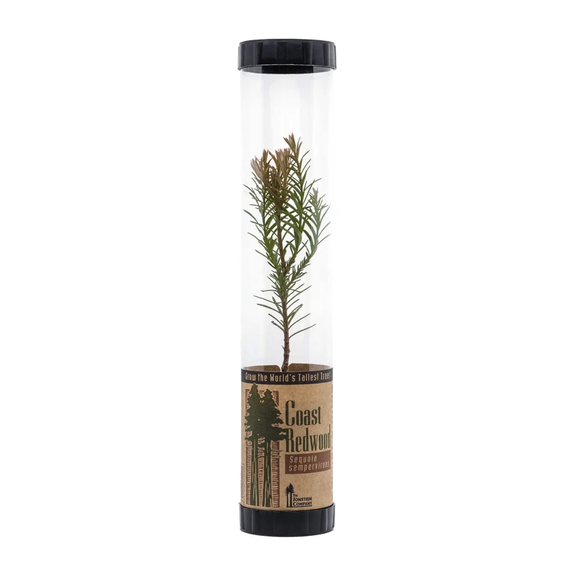 Celebrate Life or Memorialize a Loved One &mdash; One Tree at a