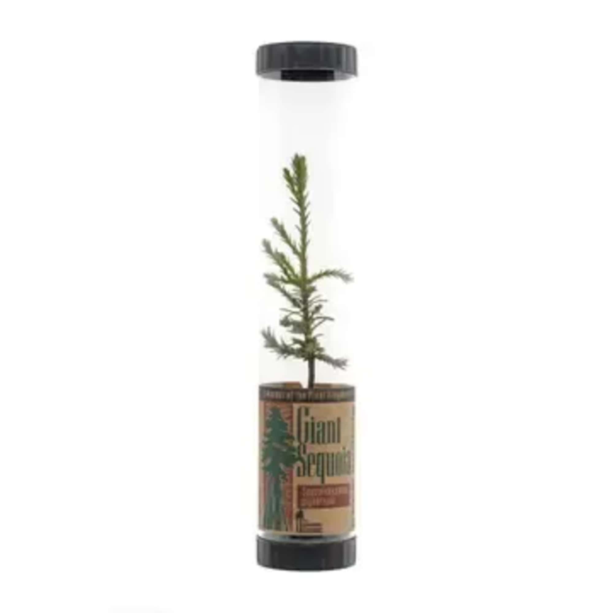 Celebrate Life or Memorialize a Loved One &mdash; One Tree at a