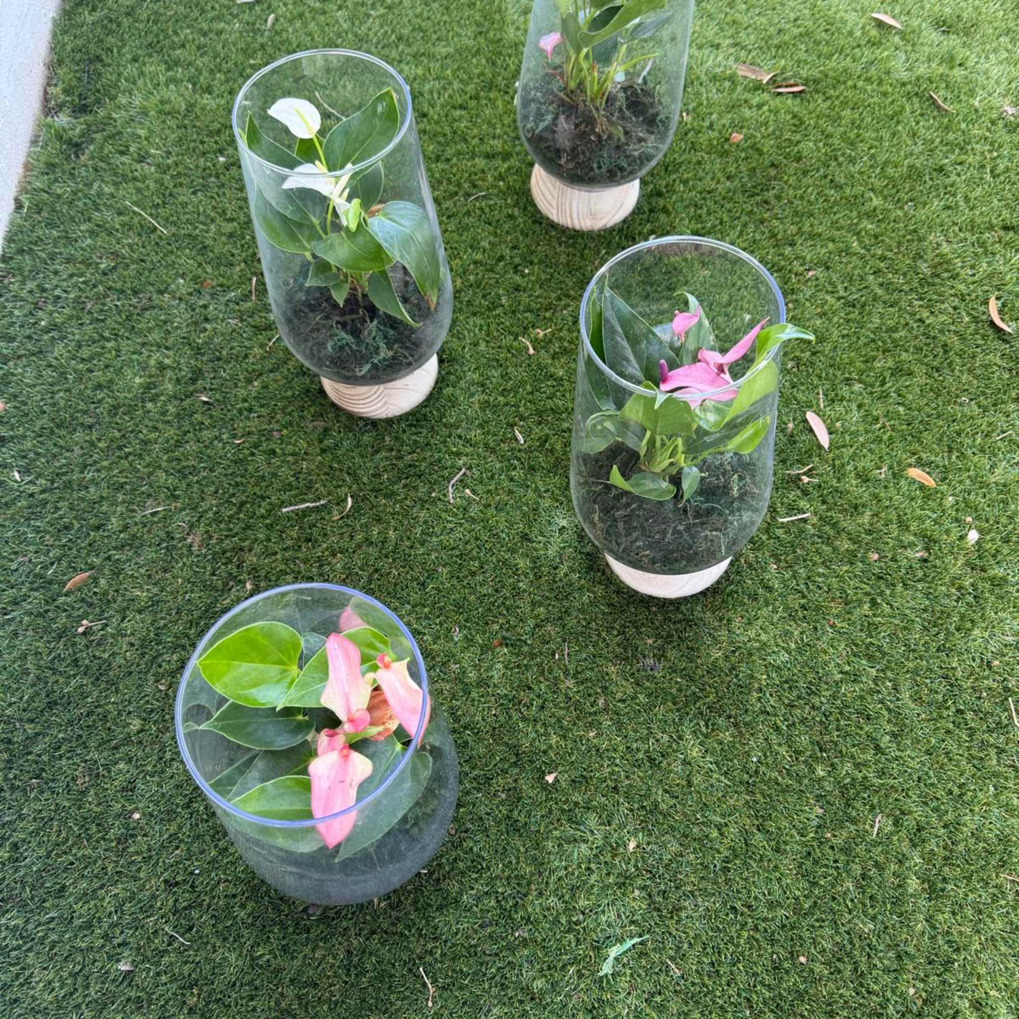 Sleek, modern, and effortlessly beautiful, our Elegant Anthurium Glass Planter Collection features