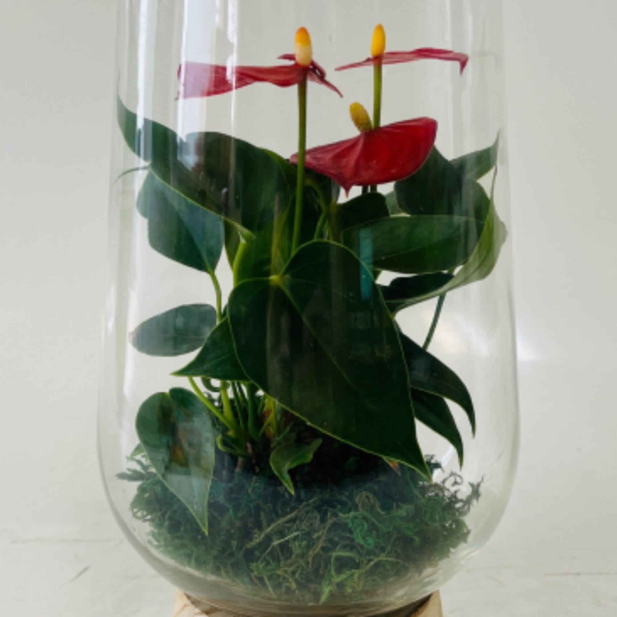 Sleek, modern, and effortlessly beautiful, our Elegant Anthurium Glass Planter Collection features