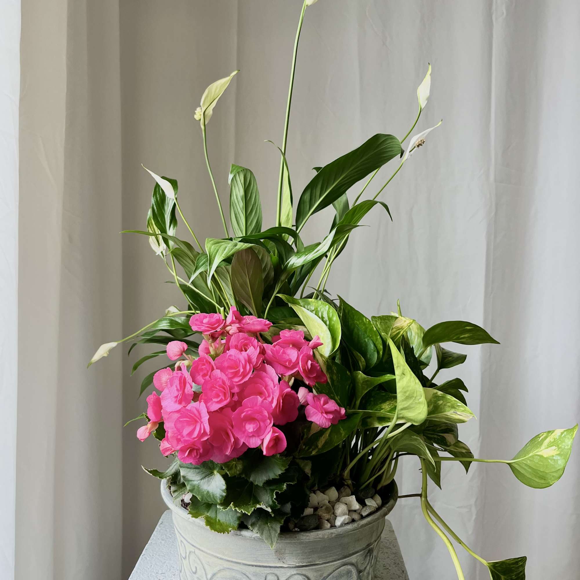 Pink flowers in a decorative pot with tall white blooms and trailing green foliage
