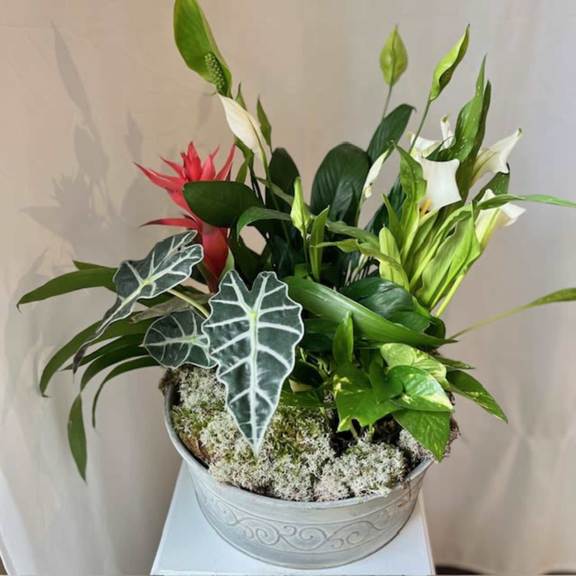 Mixed tropical plants in a decorative metal planter