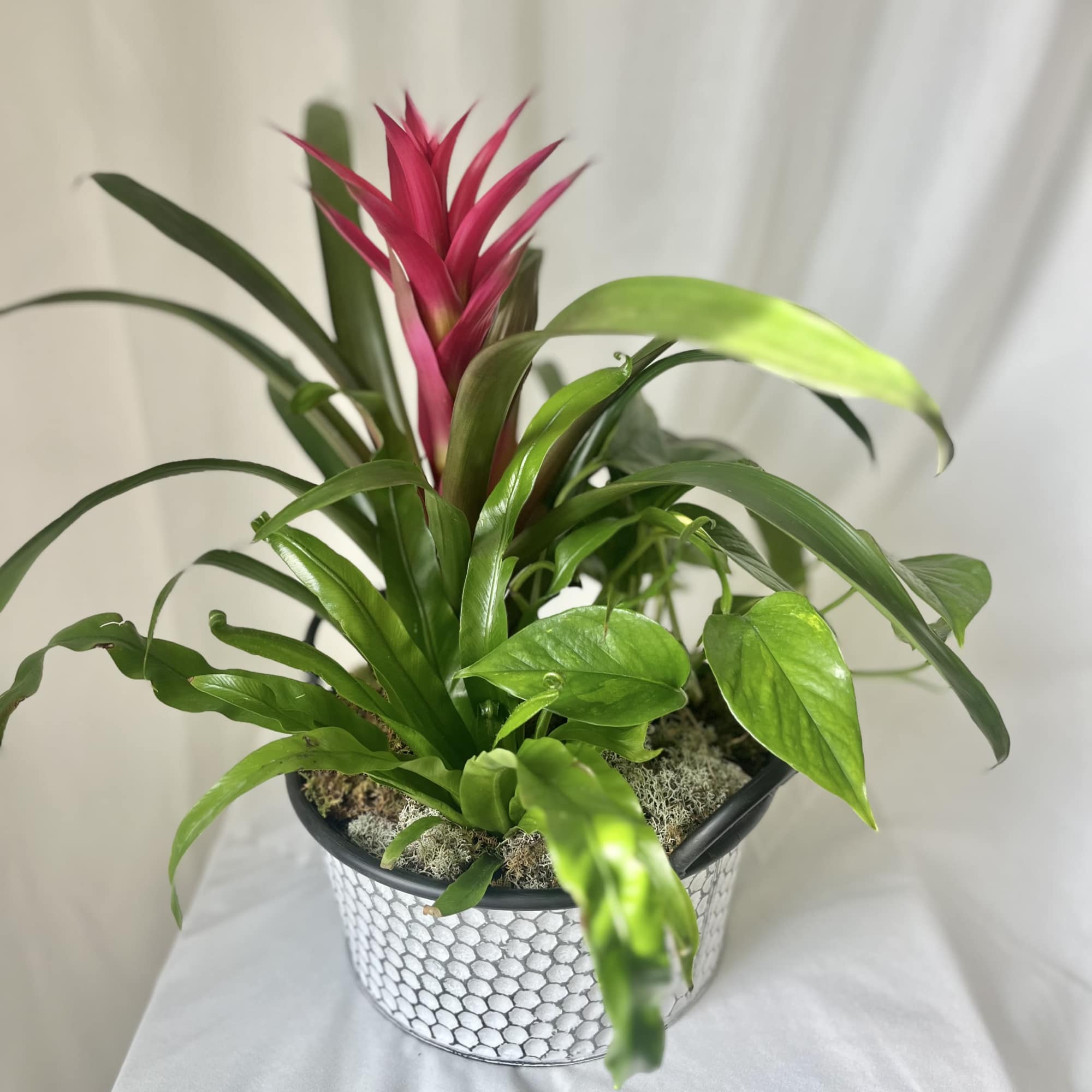 Potted tropical plant with a pink bromeliad bloom in a patterned container