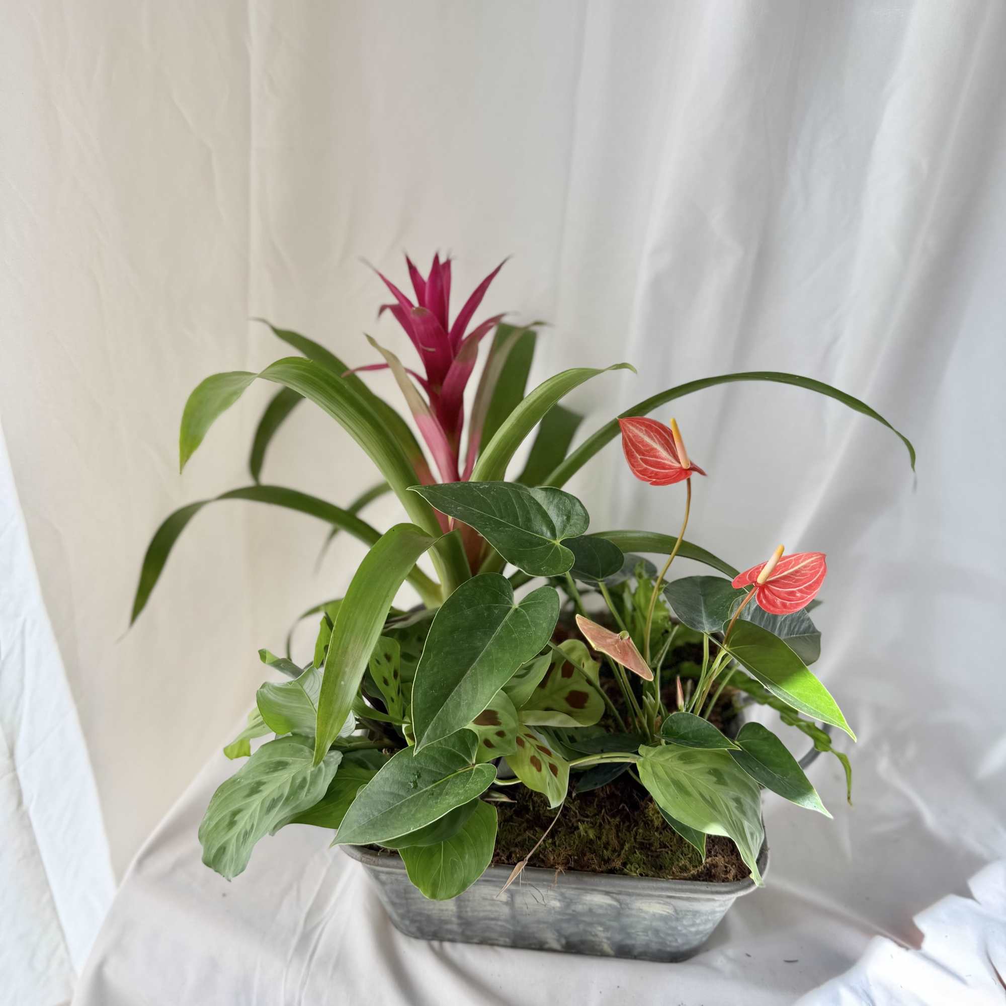 Mixed tropical plants in a rectangular metal planter with pink blooms