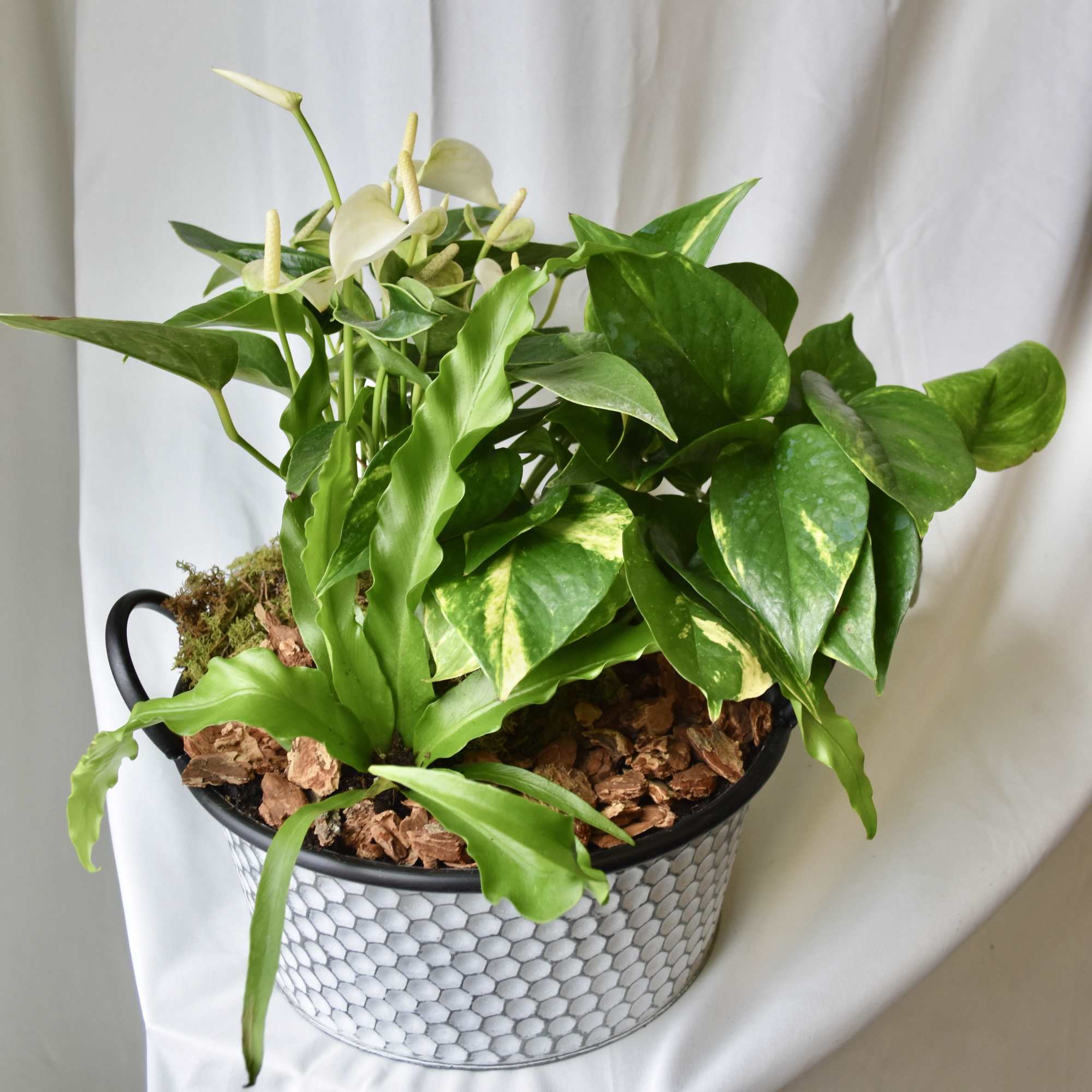 Potted green houseplant with white anthurium blooms in a patterned metal container