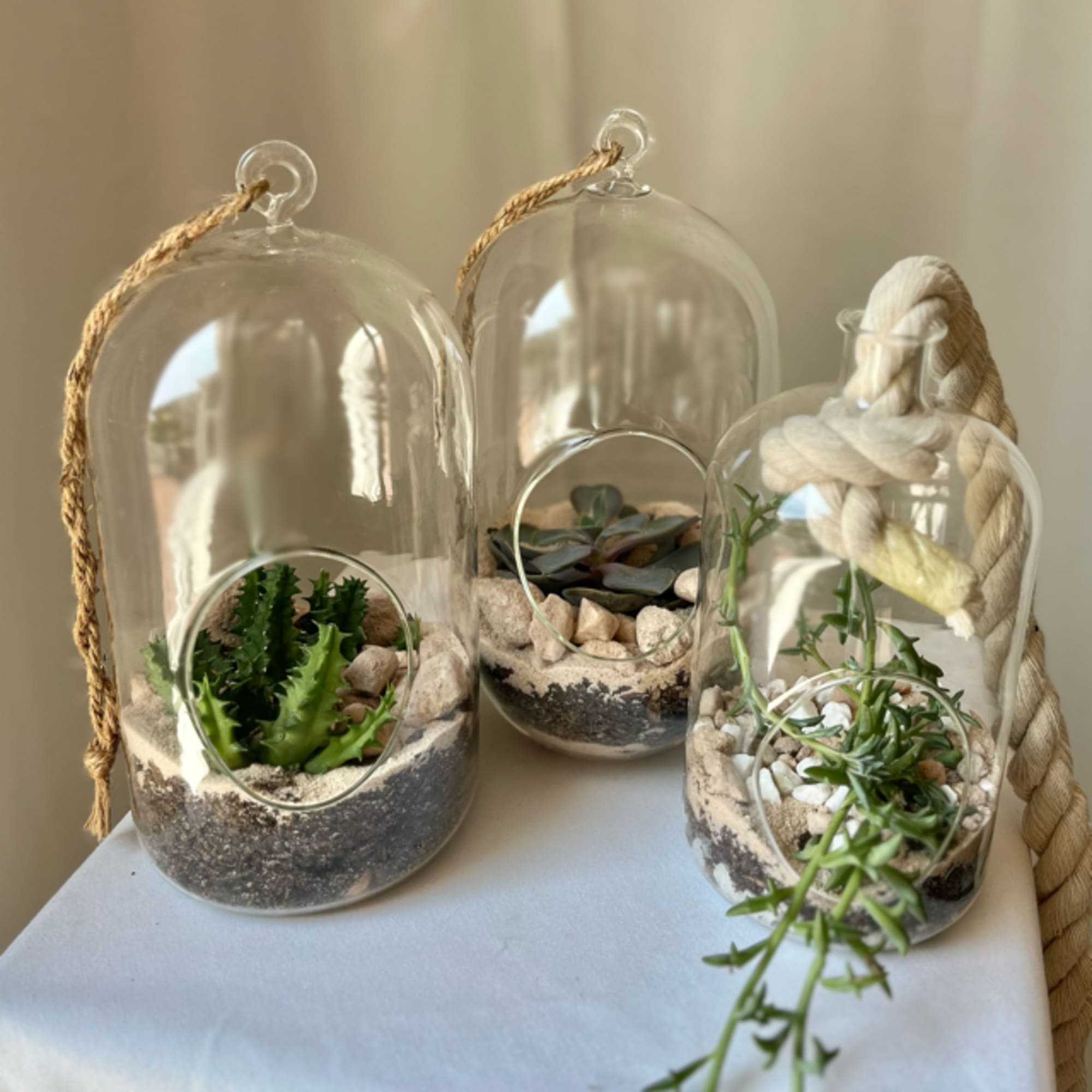 Three glass terrariums with small succulents and pebbles