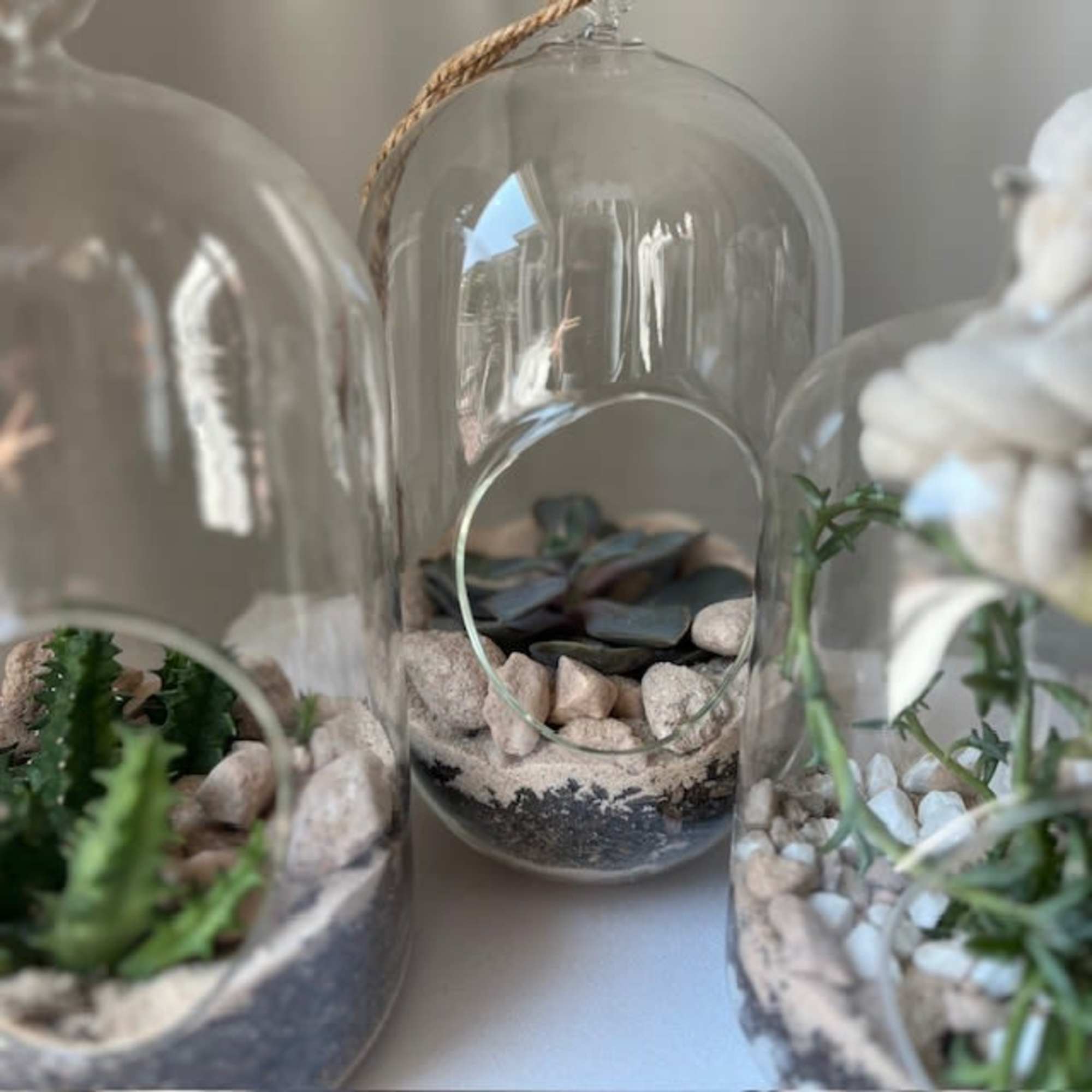 Glass cloche terrariums with small succulents and pebbles