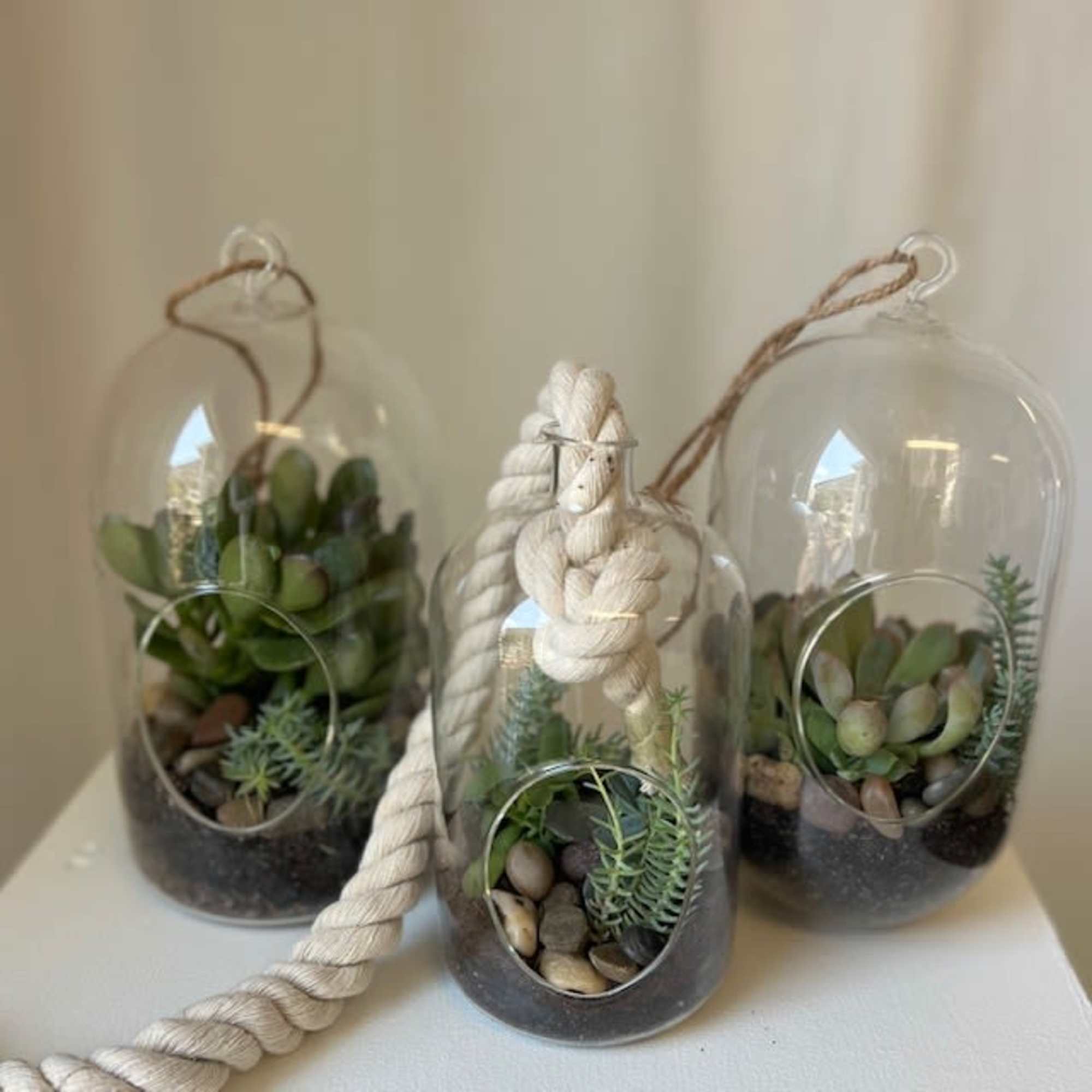 Three small succulents in glass hanging terrariums with rope hangers.