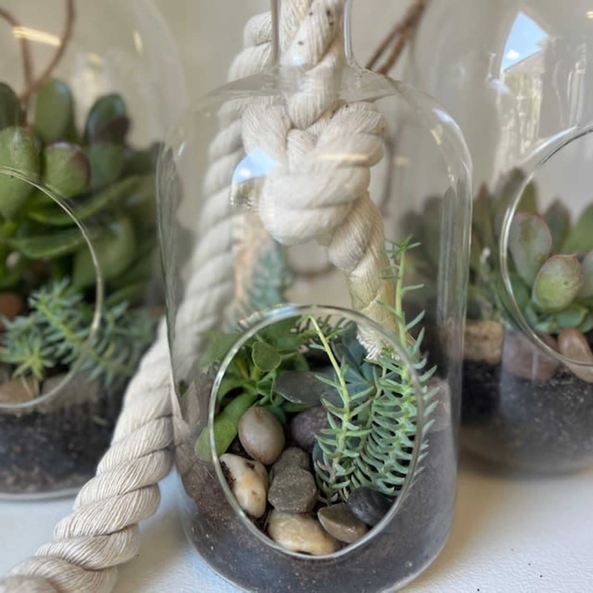 Succulent arrangement in a glass cloche with a braided rope handle