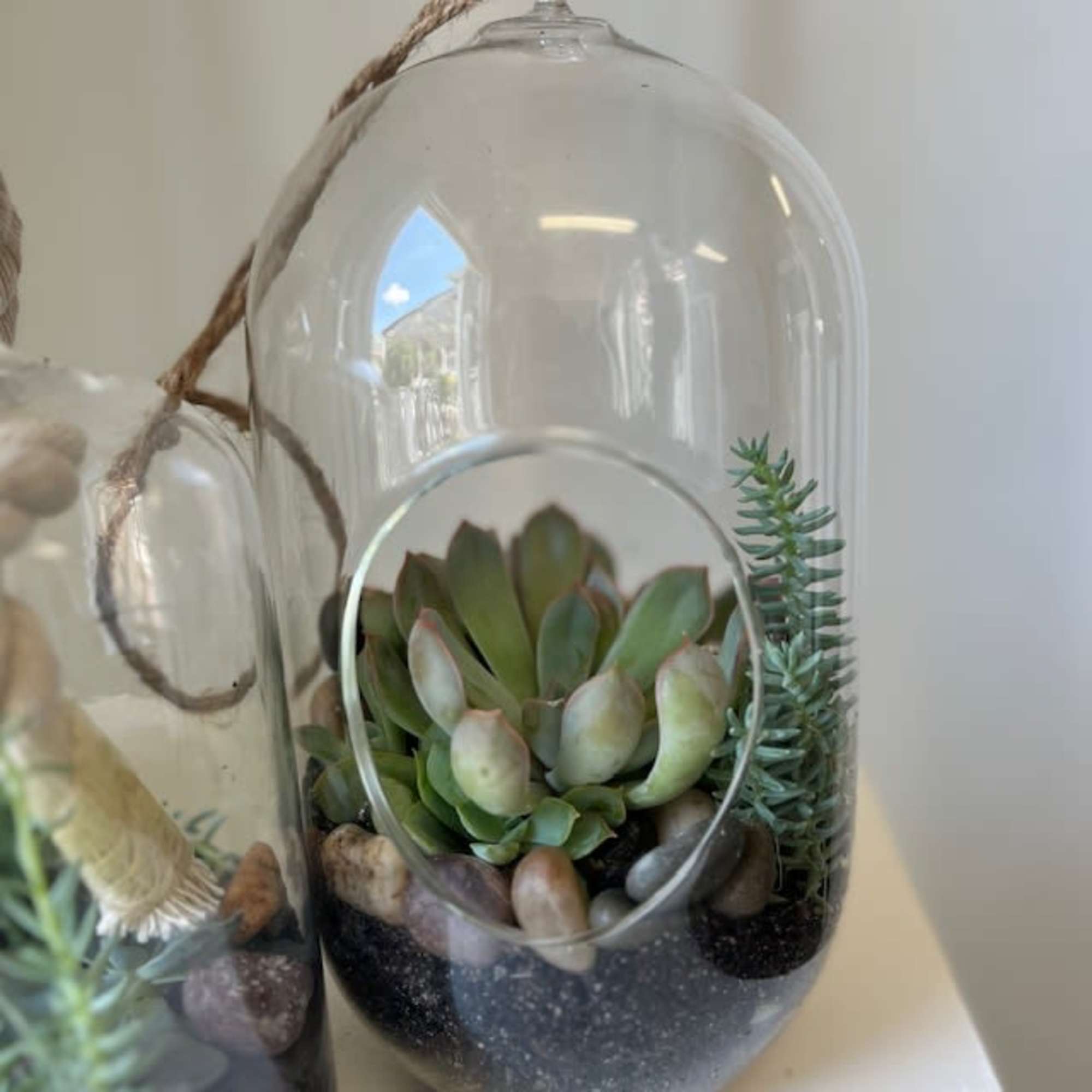 Succulent arrangement in a clear glass cloche with pebbles
