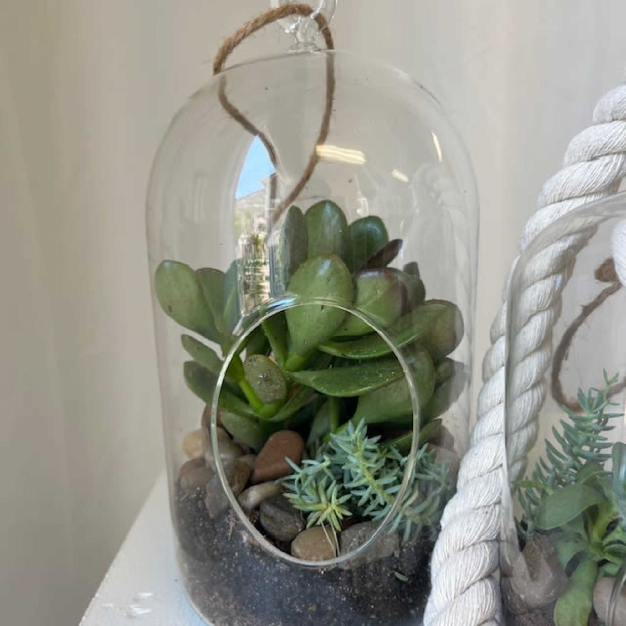 Succulent arrangement in a clear glass cloche with pebbles