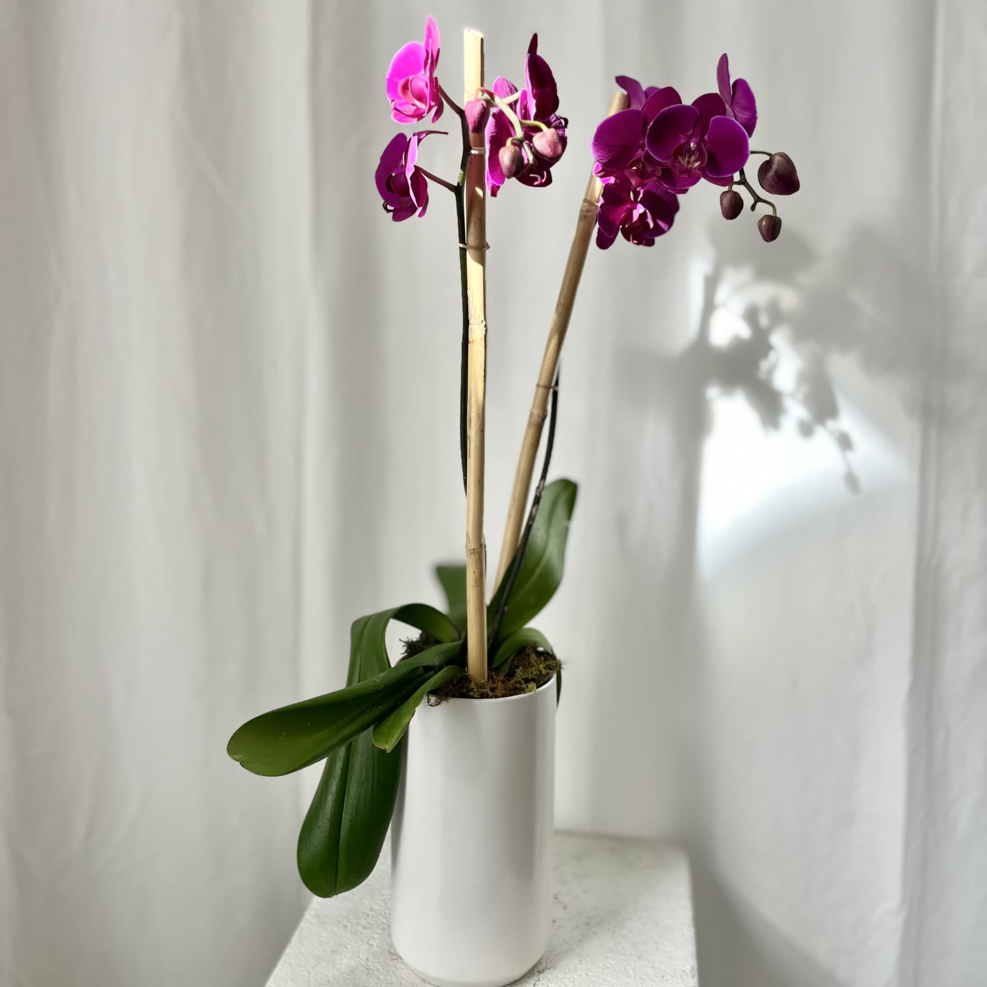 One Phaelaenopsis orchid placed in a beautiful glass, stone, or ceramic container.