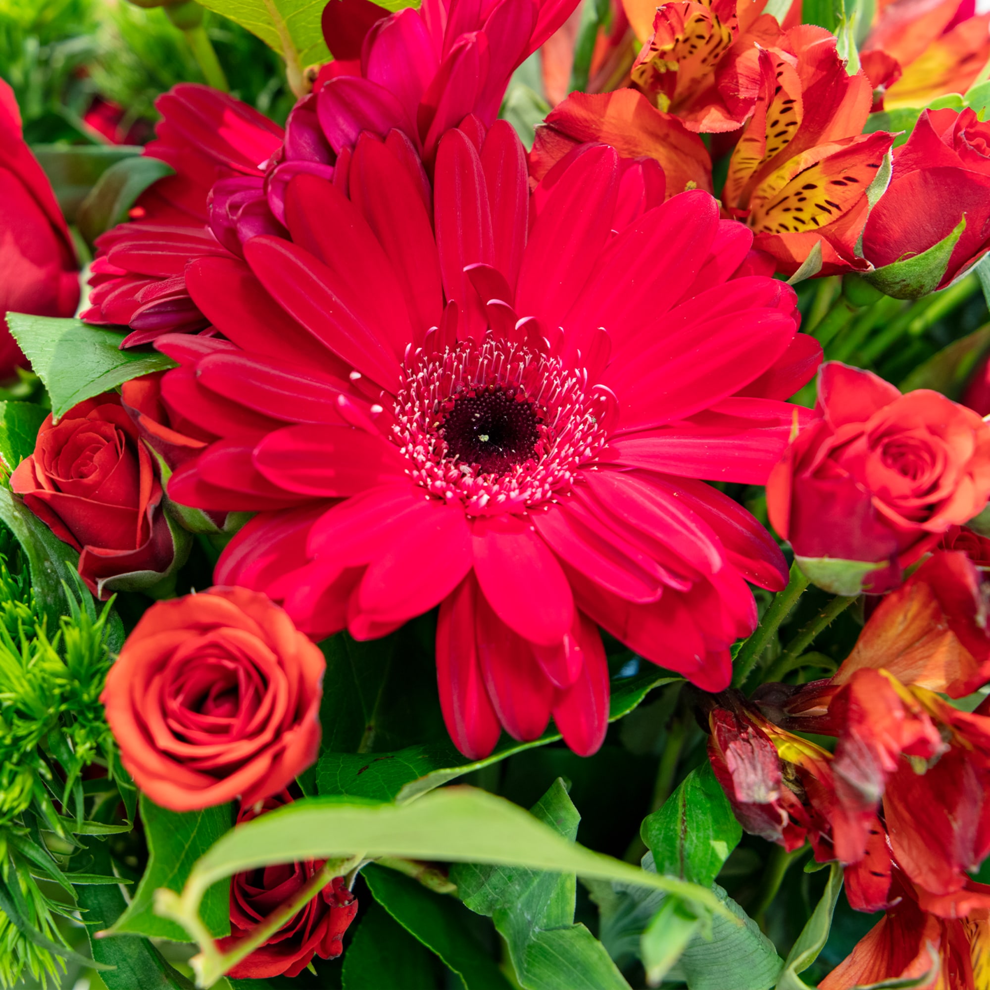 Close-up of a bouquet with bright red gerbera daisy, red roses, and orange flowers