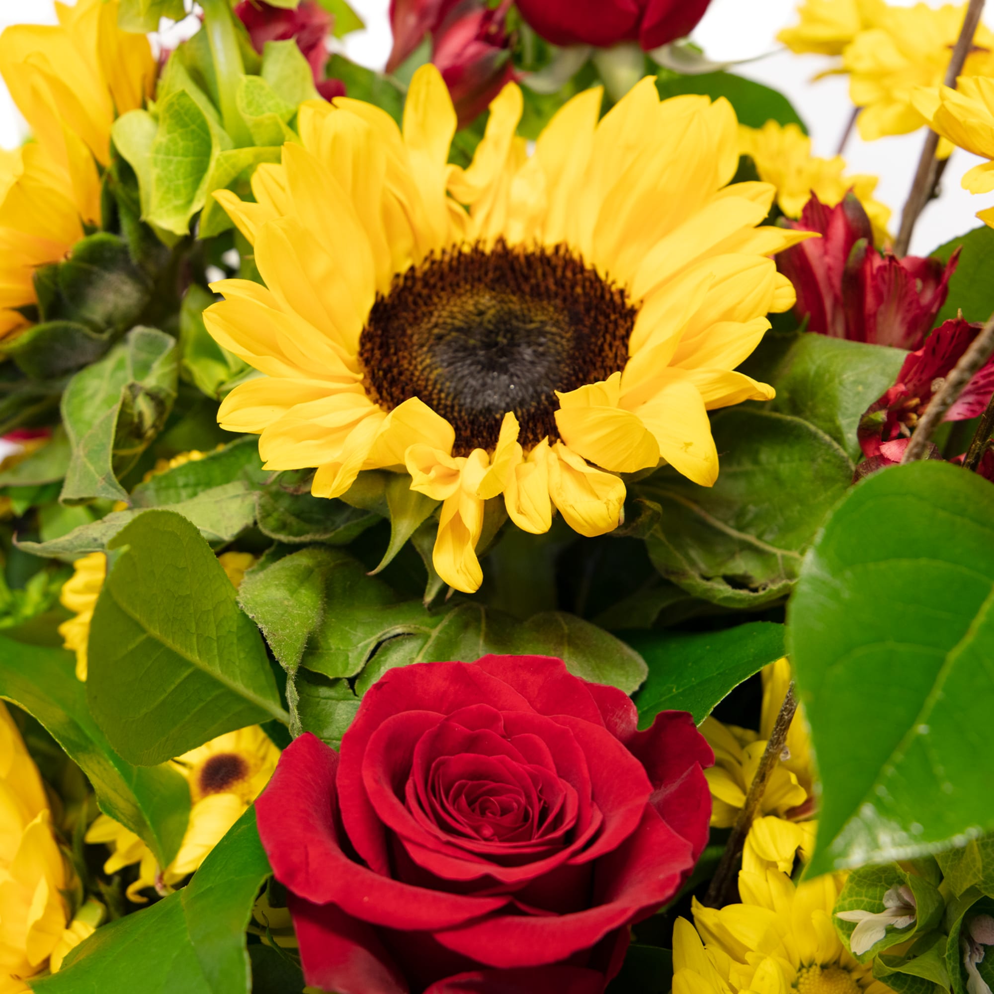 Yellow sunflowers and red roses in a mixed bouquet