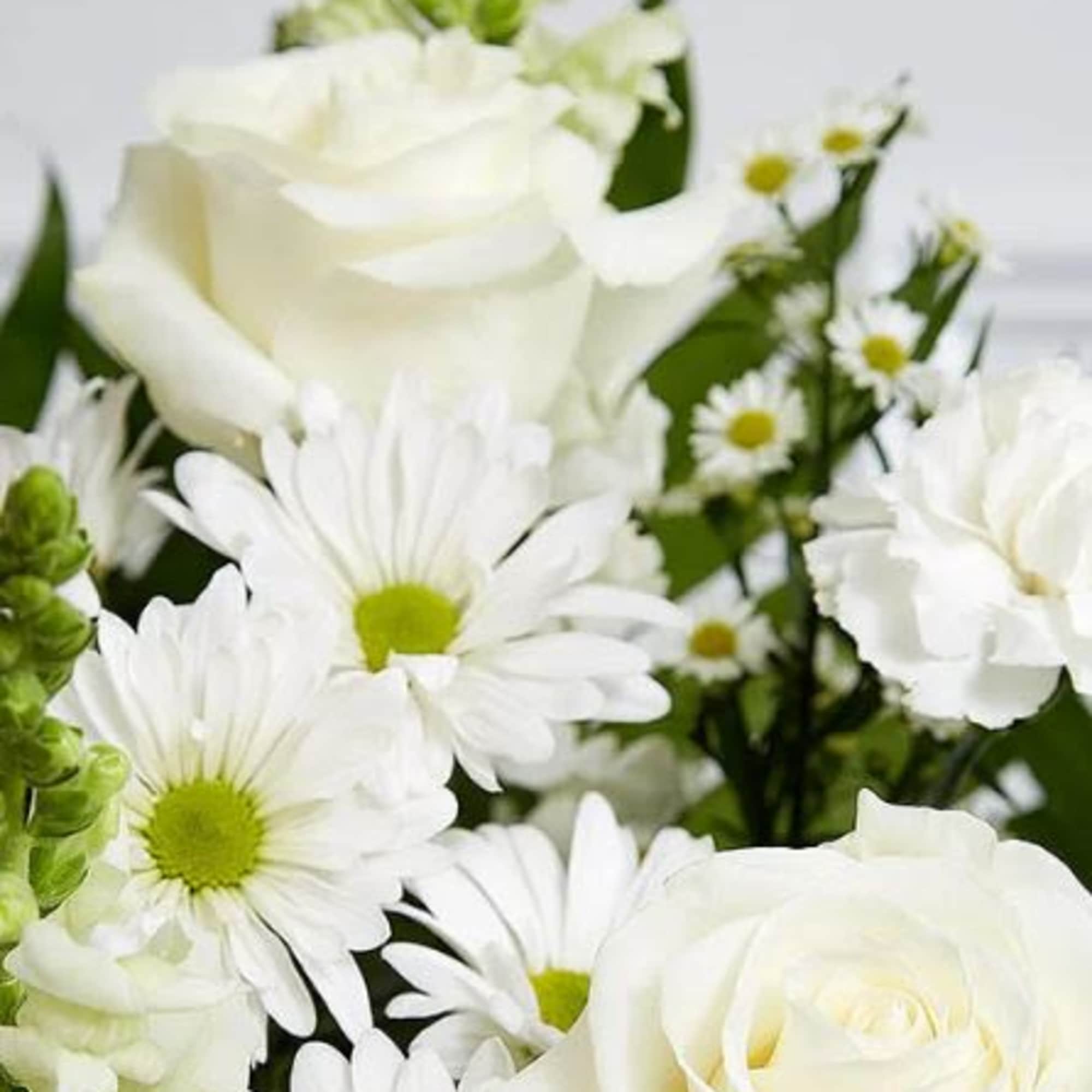 Pet Friendly?
No - This arrangement contains mums (chrysanthemums) and daisies, which are