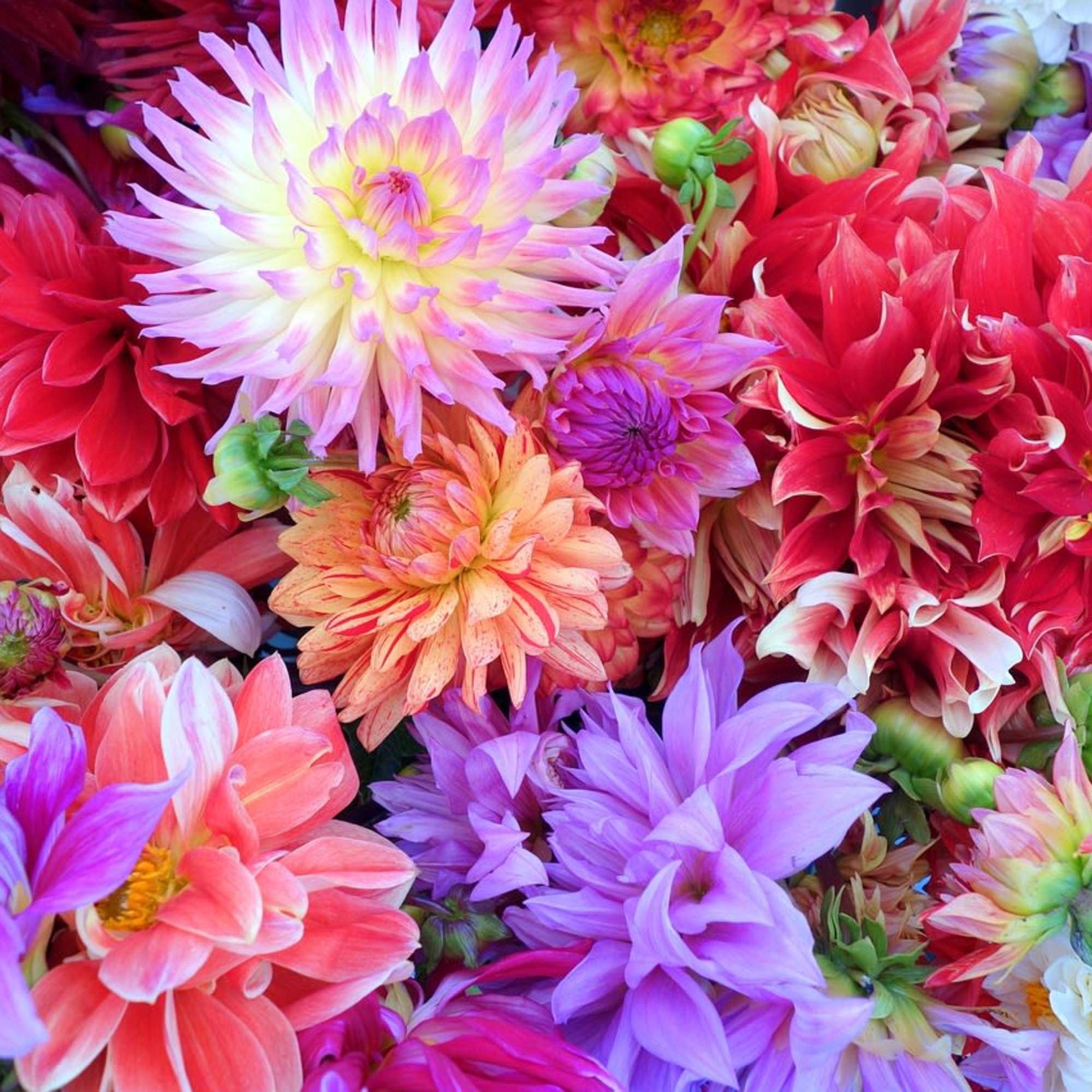 Assorted dahlias in pink, purple, red, and white