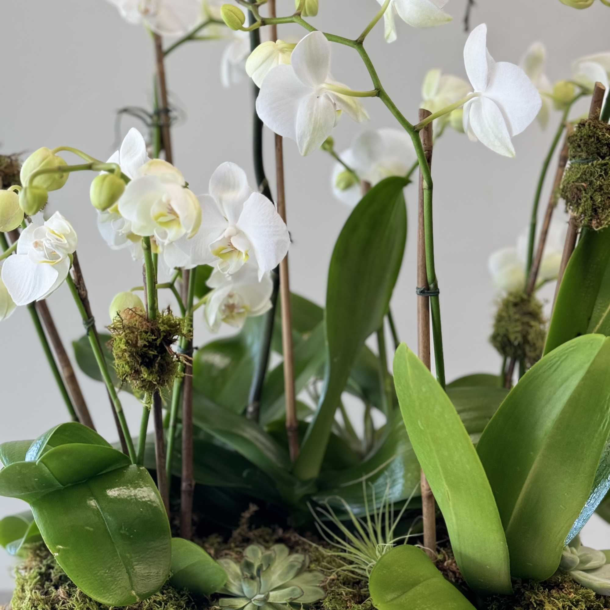 White orchids arranged in a moss-covered planter with succulents