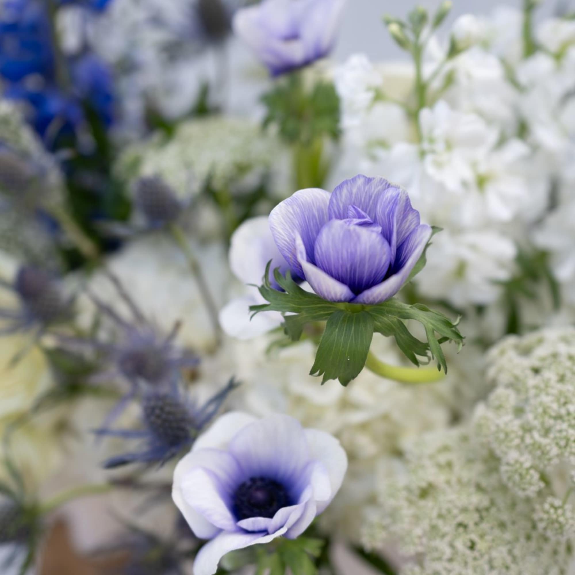 Purple and white anemones in a soft bouquet
