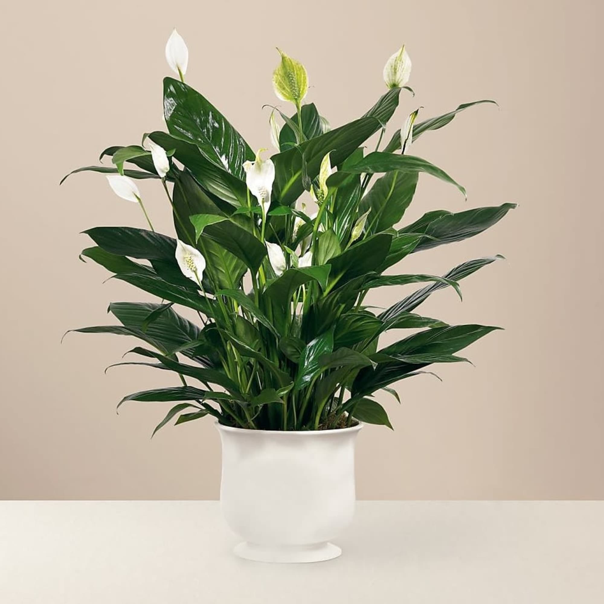 White peace lilies in a white pedestal pot