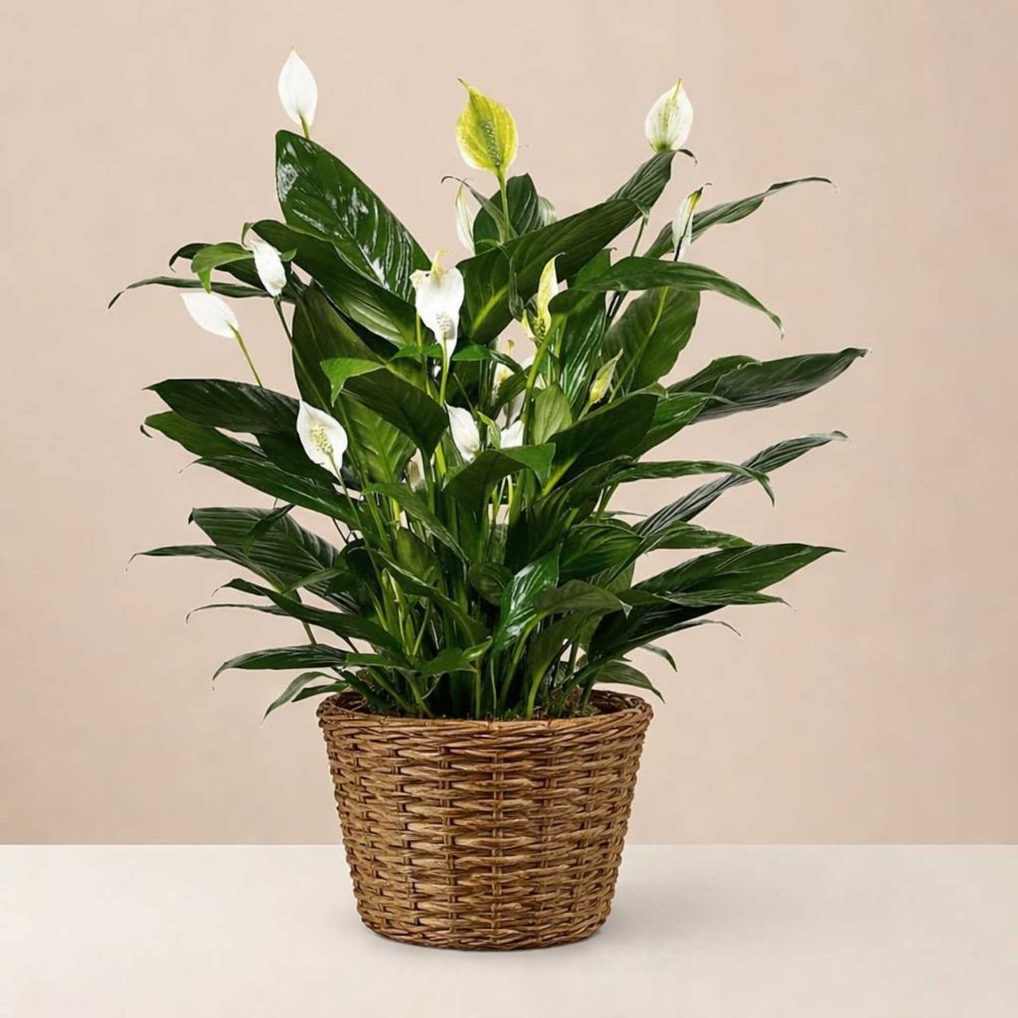 Potted peace lily in a woven basket planter