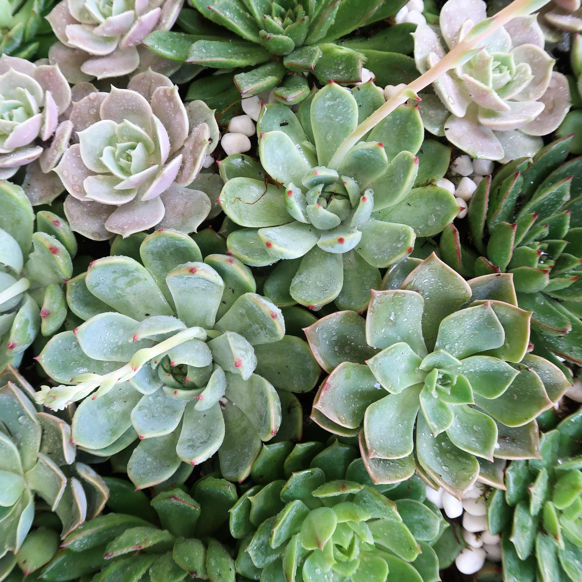 Cluster of green and pale lavender succulents in a tight arrangement