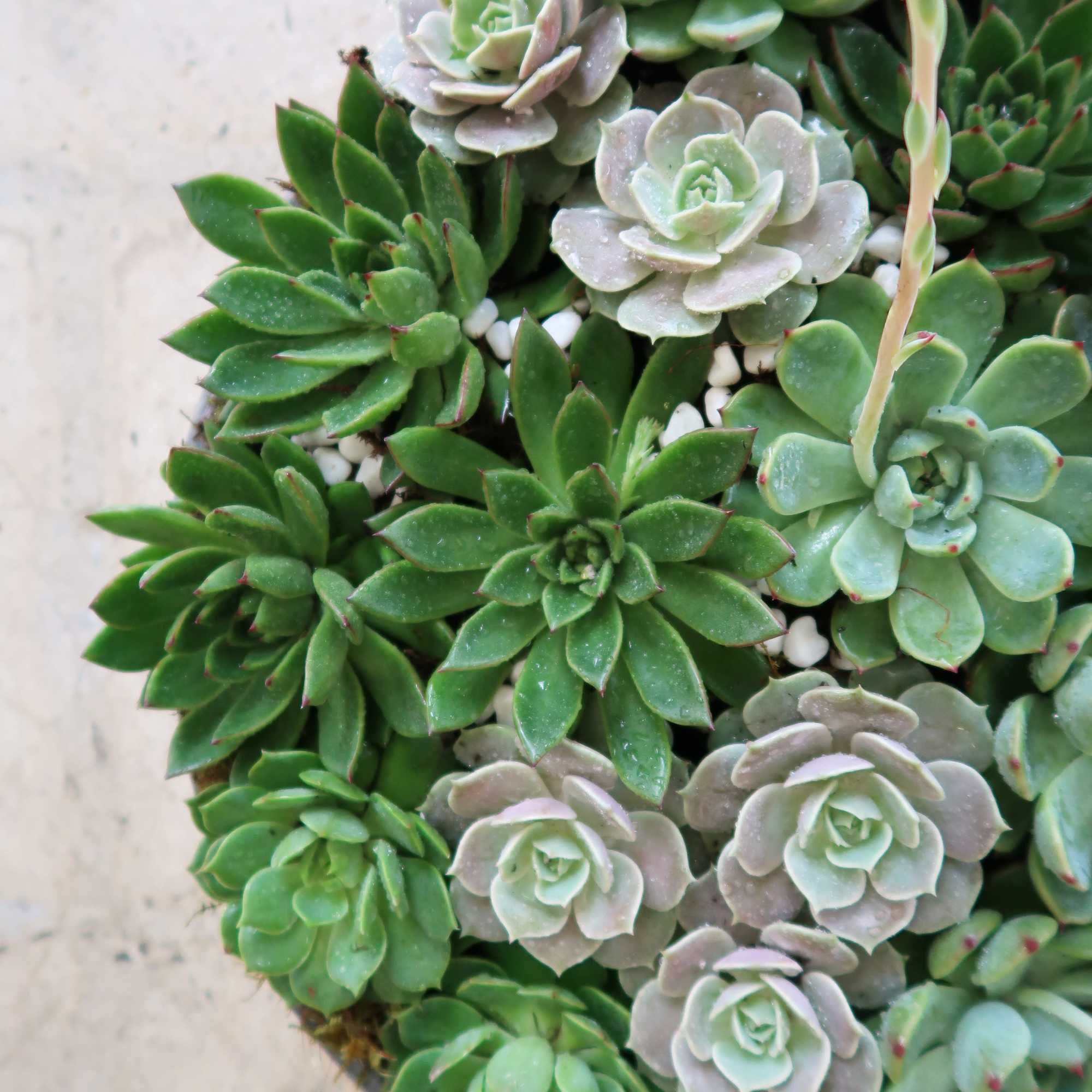 Round succulent arrangement with green rosettes and pale gray-green succulents