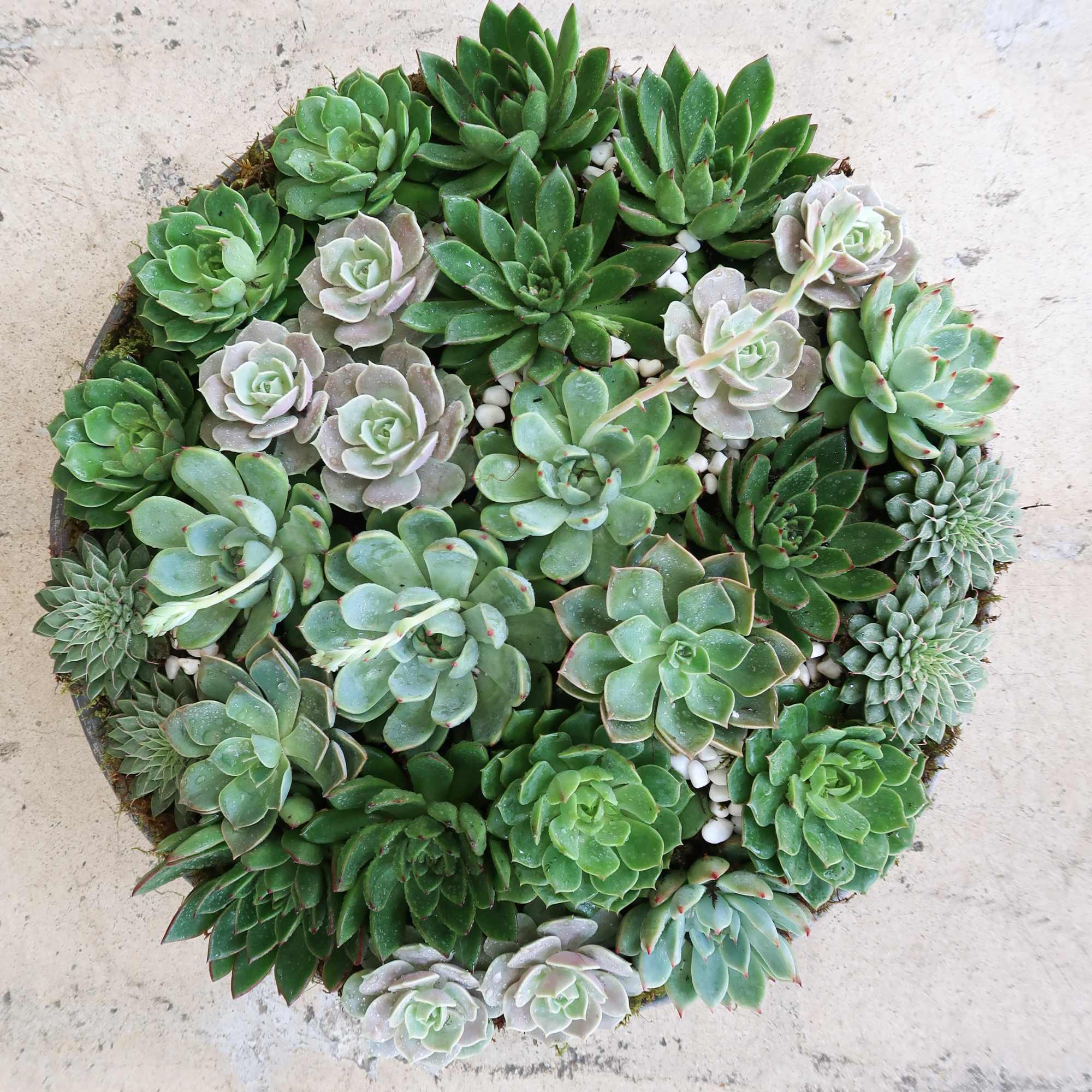 Round succulent arrangement with assorted green rosettes