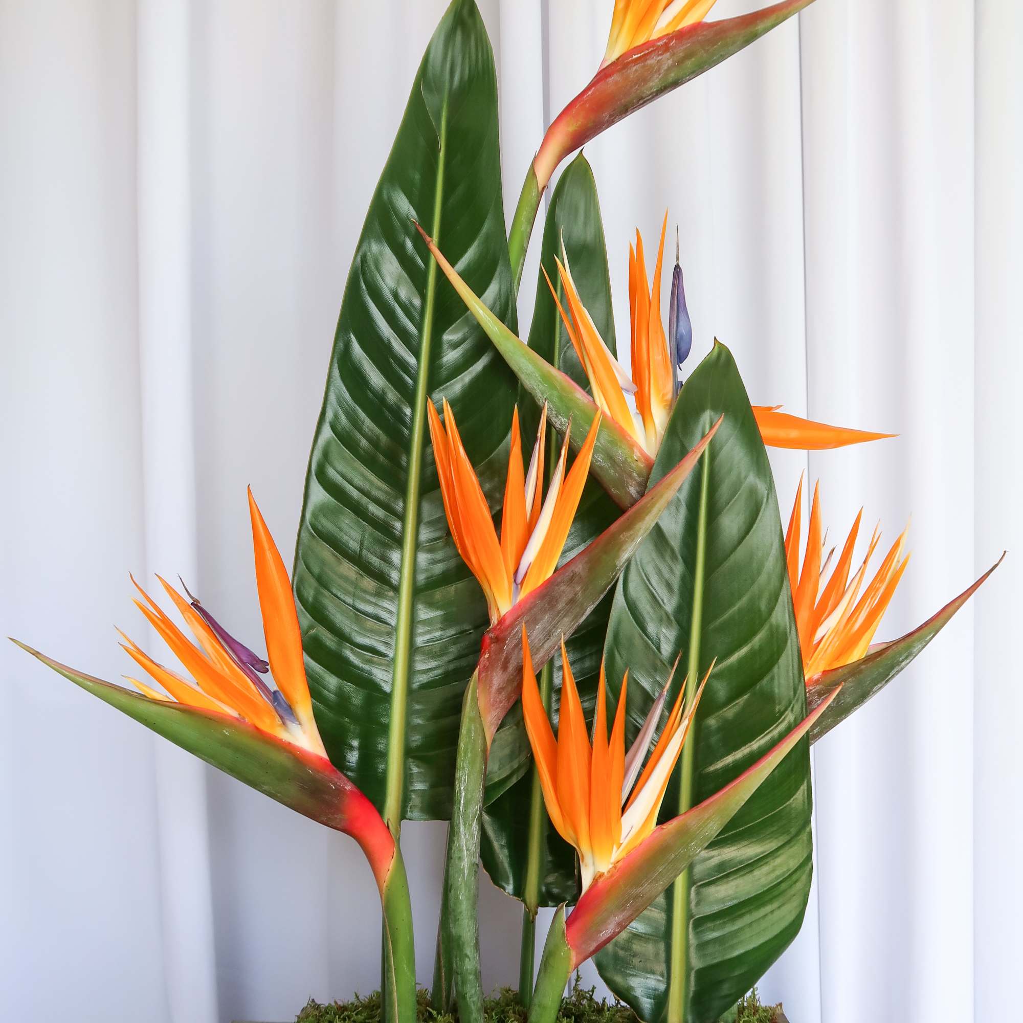 Minimalist meets Tropical with this beautiful arrangement of birds of paradise perfect