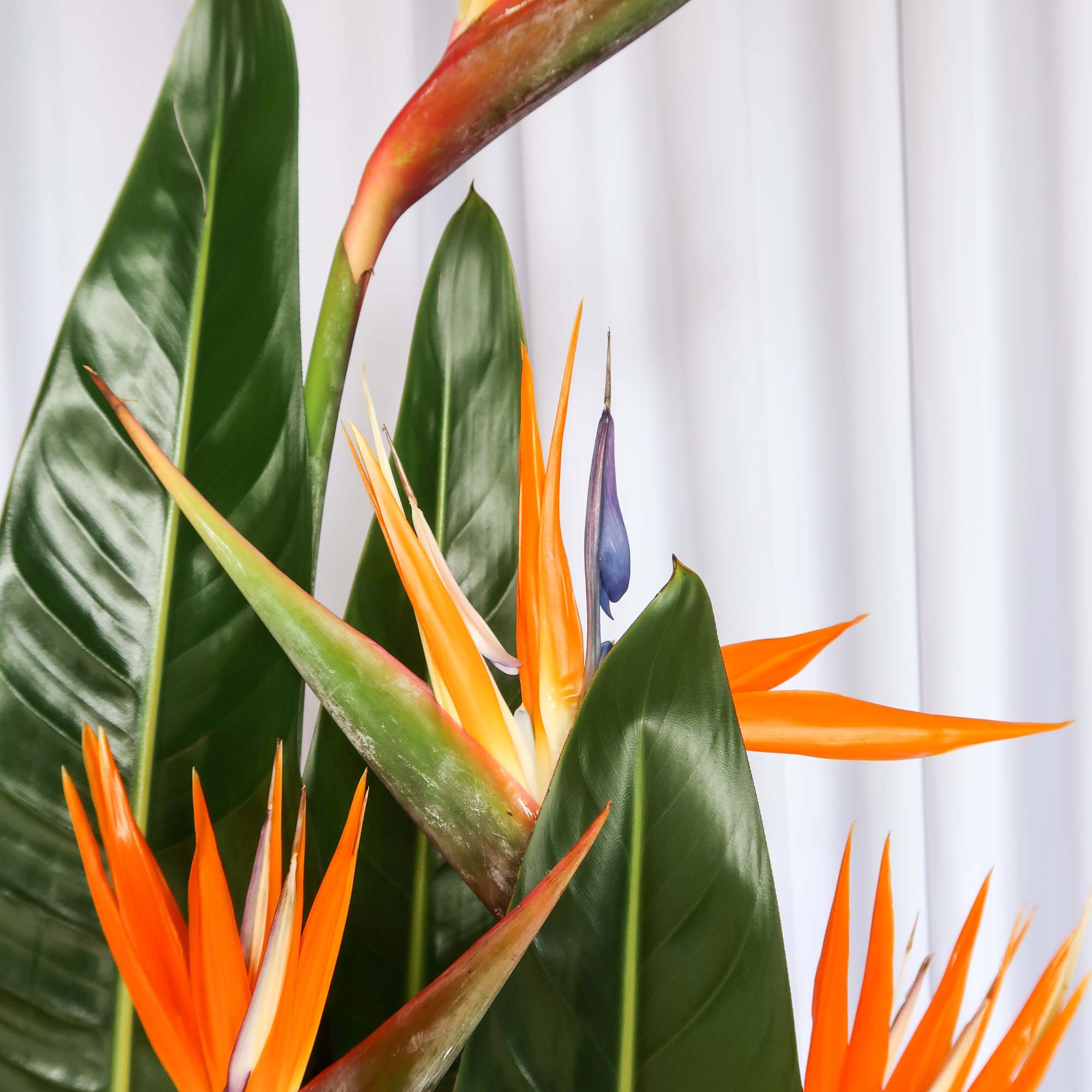 Minimalist meets Tropical with this beautiful arrangement of birds of paradise perfect