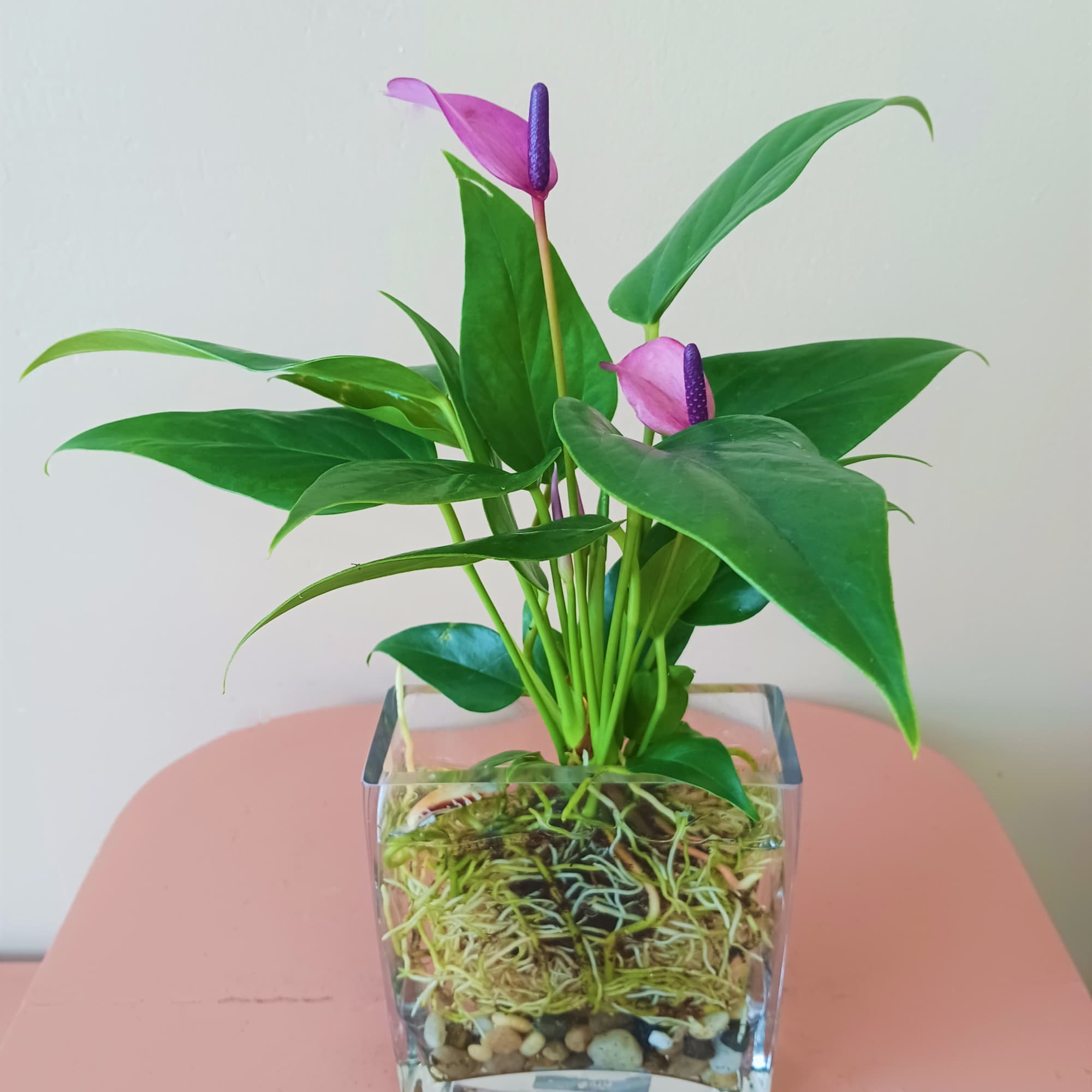 Anthurium in Glass
